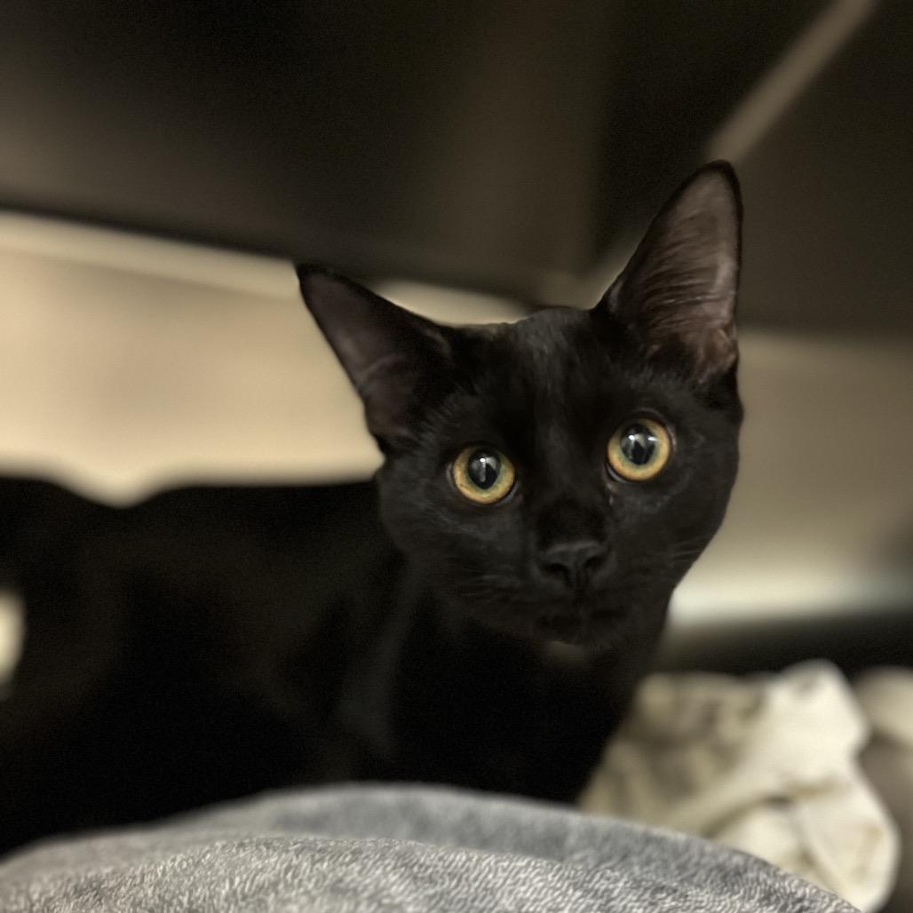 Enlarge Madeline, a Adoptable Domestic Short Hair in Charlottesville, VA image 5/5