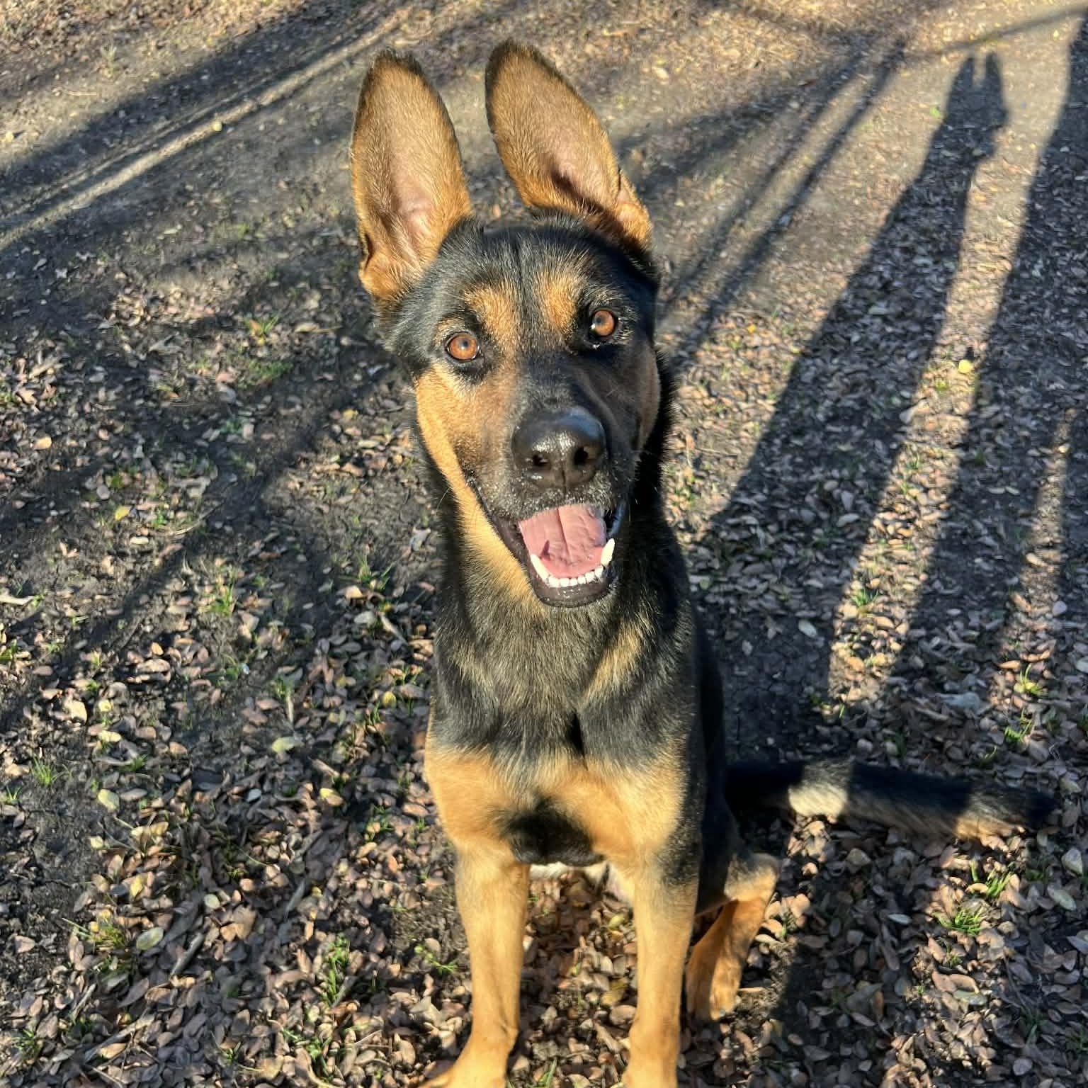 Kevin, a Adoptable German Shepherd Dog in Sherman, TX image 2/2