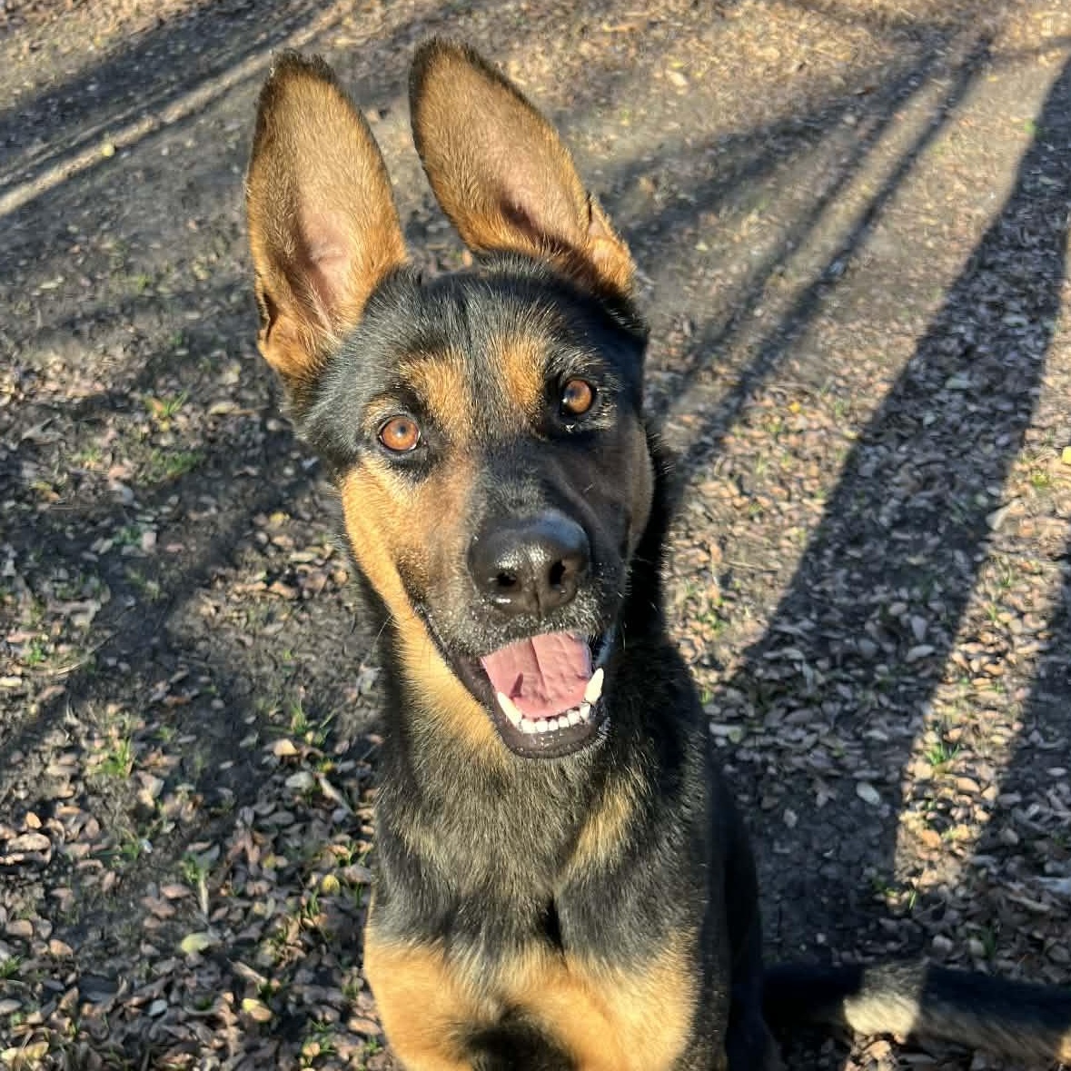 Kevin, a Adoptable German Shepherd Dog in Sherman, TX image 1/2