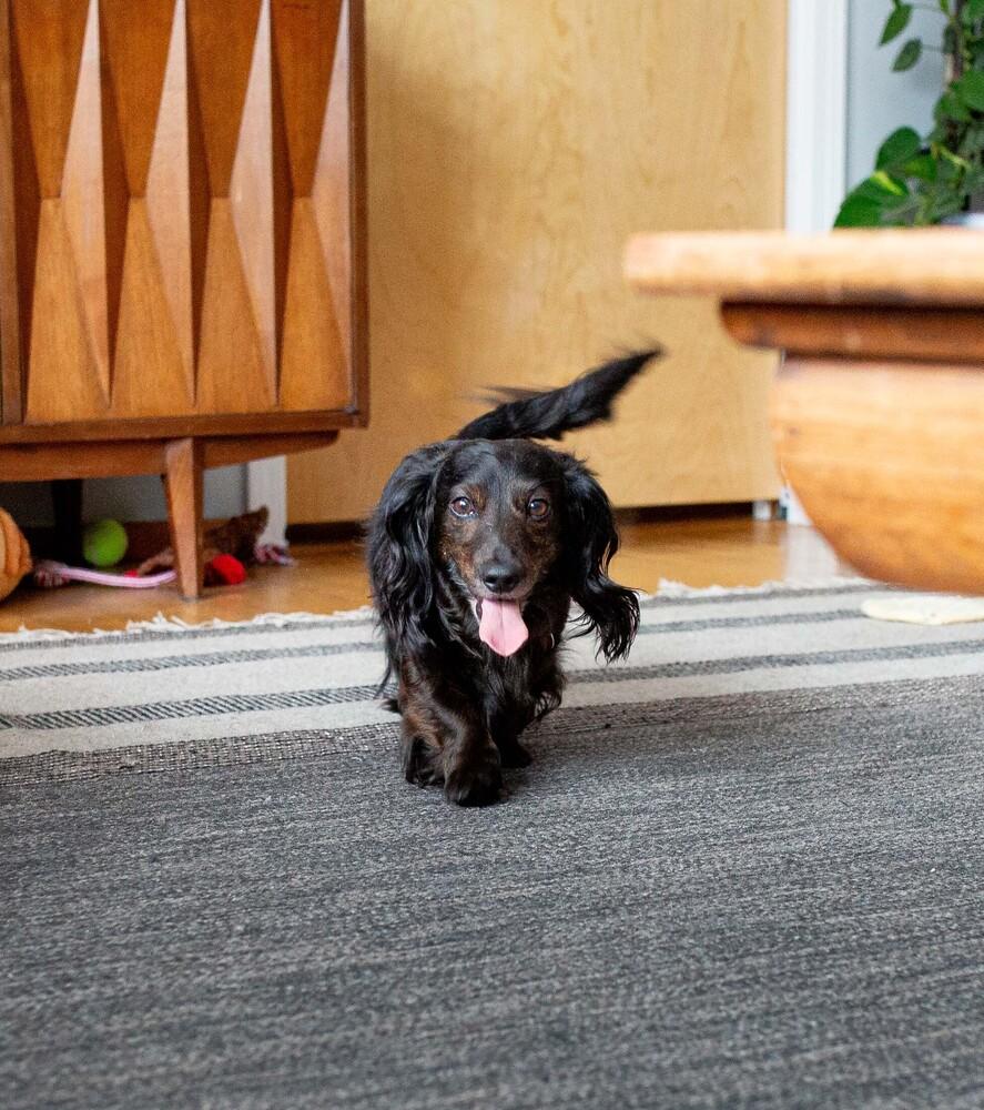 Enlarge Oliver, a Adoptable Dachshund in Akron, OH image 1/5