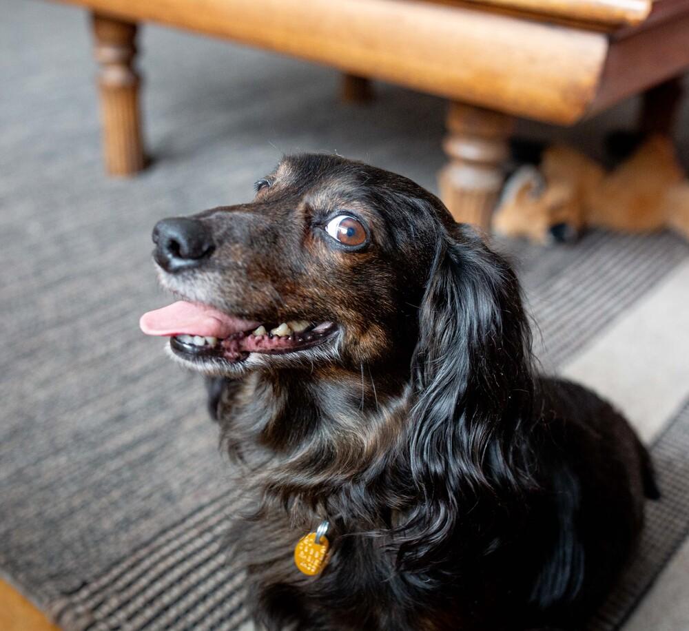 Enlarge Oliver, a Adoptable Dachshund in Akron, OH image 2/5