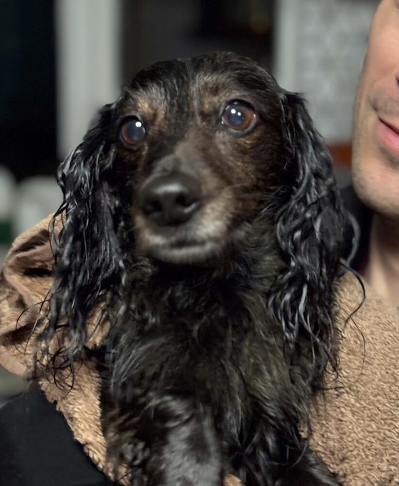 Enlarge Oliver, a Adoptable Dachshund in Akron, OH image 4/5