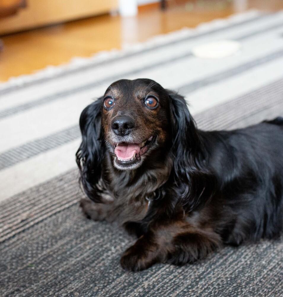 Enlarge Oliver, a Adoptable Dachshund in Akron, OH image 5/5