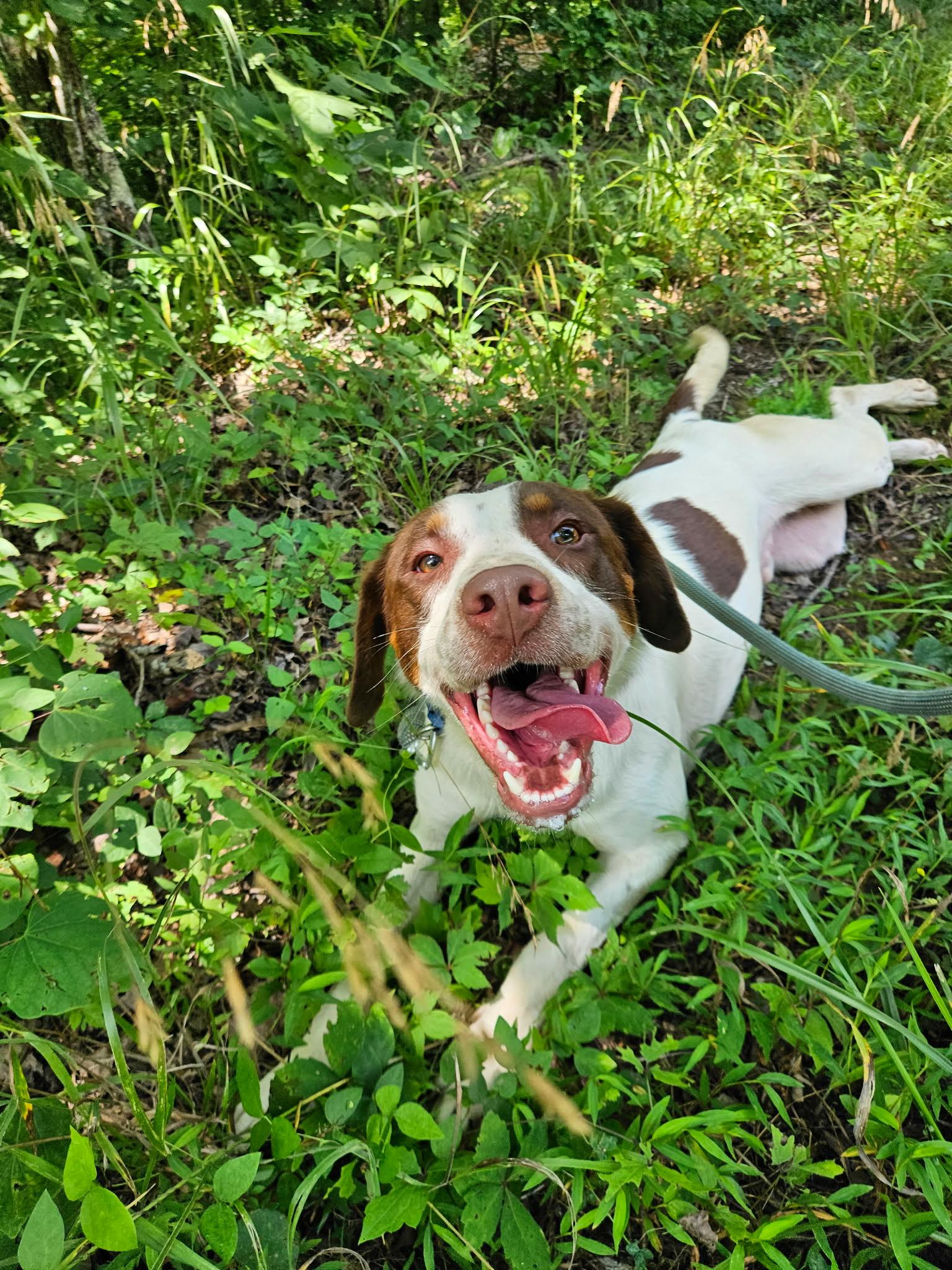 Henry, ADOPTABLE, Young Male Pointer & Border Collie.
