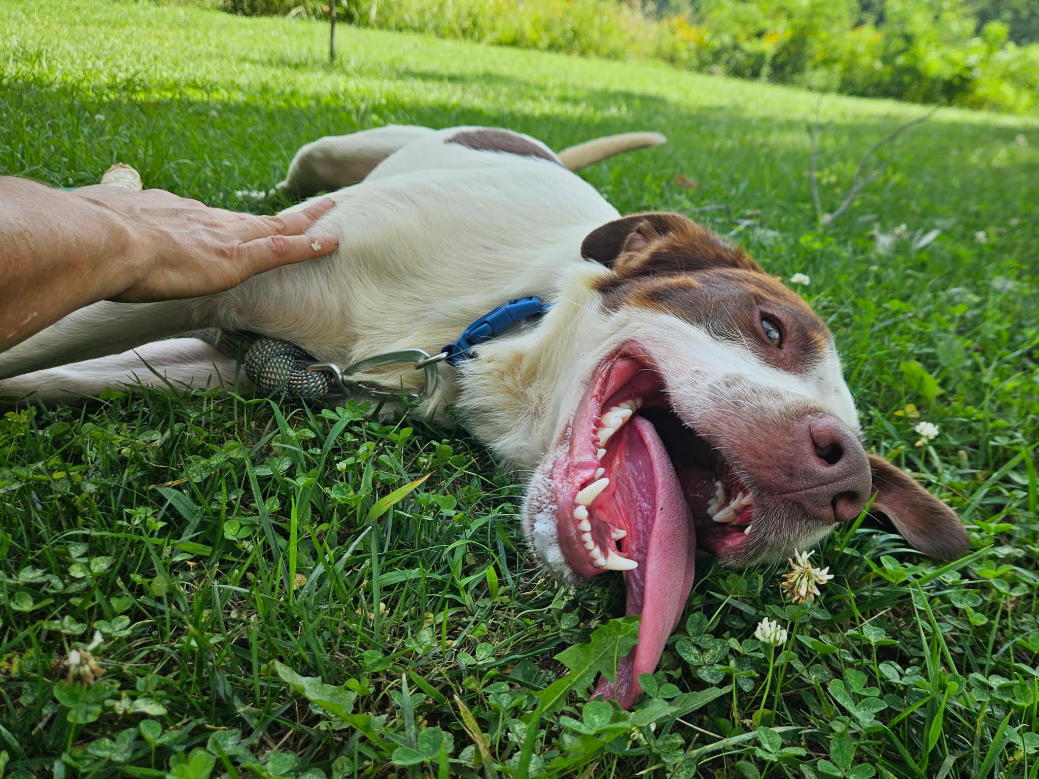Enlarge Henry, a ADOPTABLE mixed breed in Hilham, TN image 6/6