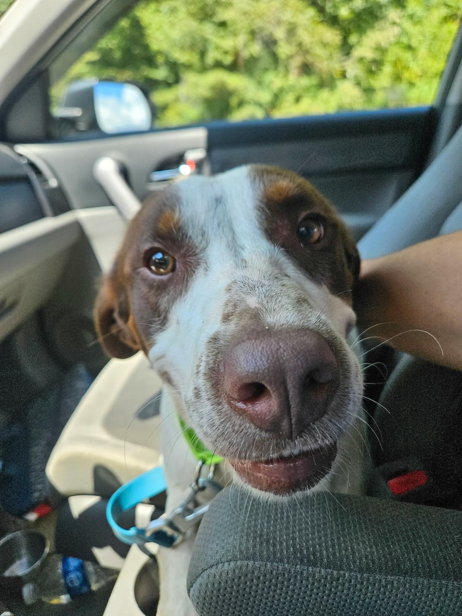 Enlarge Henry, a ADOPTABLE mixed breed in Hilham, TN image 2/6