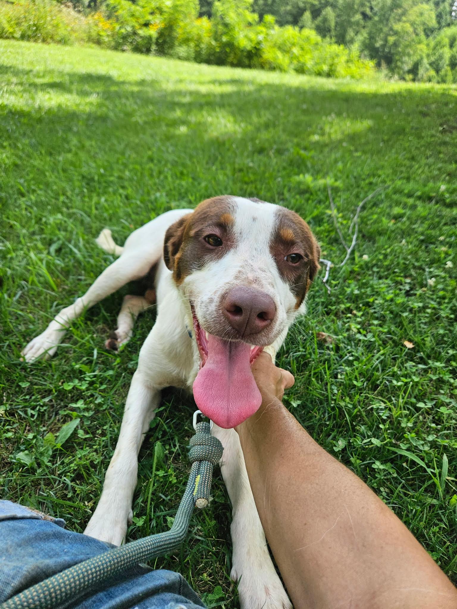 Enlarge Henry, a ADOPTABLE mixed breed in Hilham, TN image 5/6