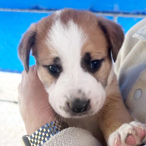 Enlarge Zack, a Adopted mixed breed in Little Rock, AR image 1/1