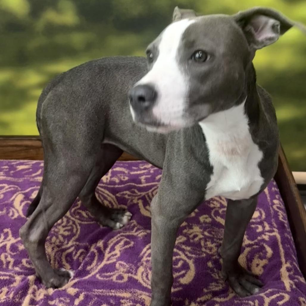 Enlarge Sophie, a Adoptable Mixed Breed in Auburn, NH image 1/5