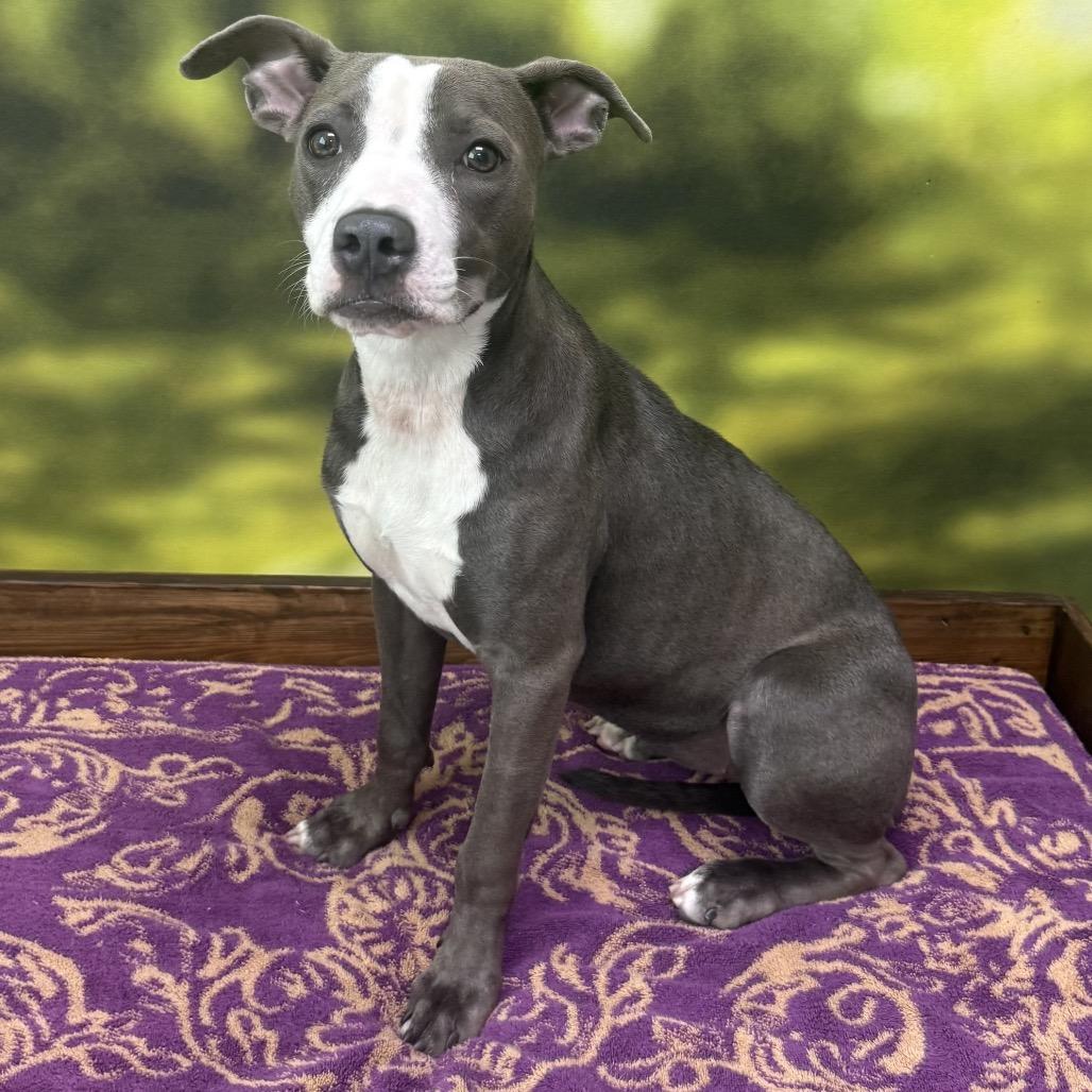 Enlarge Sophie, a Adoptable Mixed Breed in Auburn, NH image 2/5