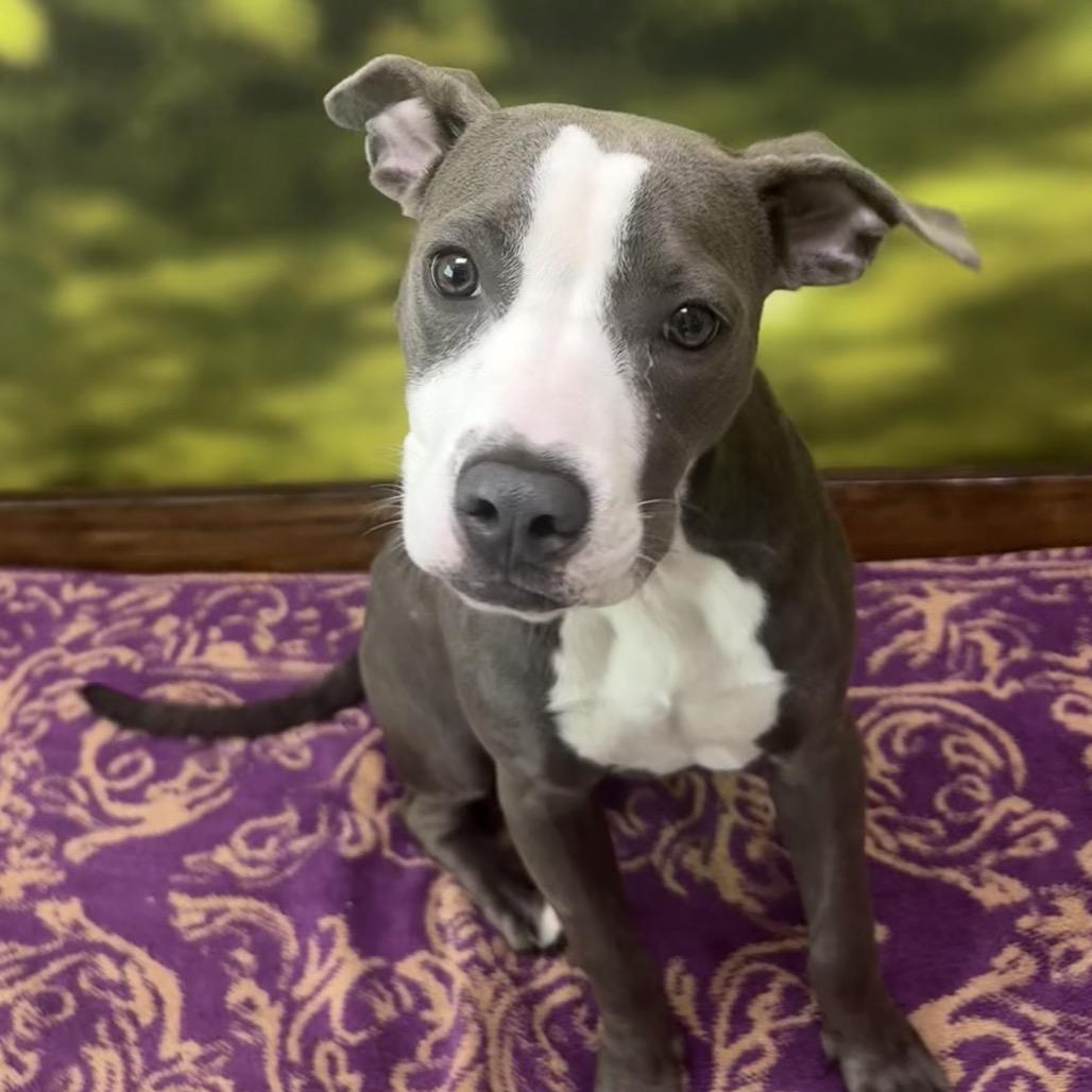 Enlarge Sophie, a Adoptable Mixed Breed in Auburn, NH image 3/5