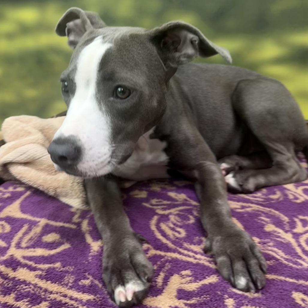 Enlarge Sophie, a Adoptable Mixed Breed in Auburn, NH image 4/5