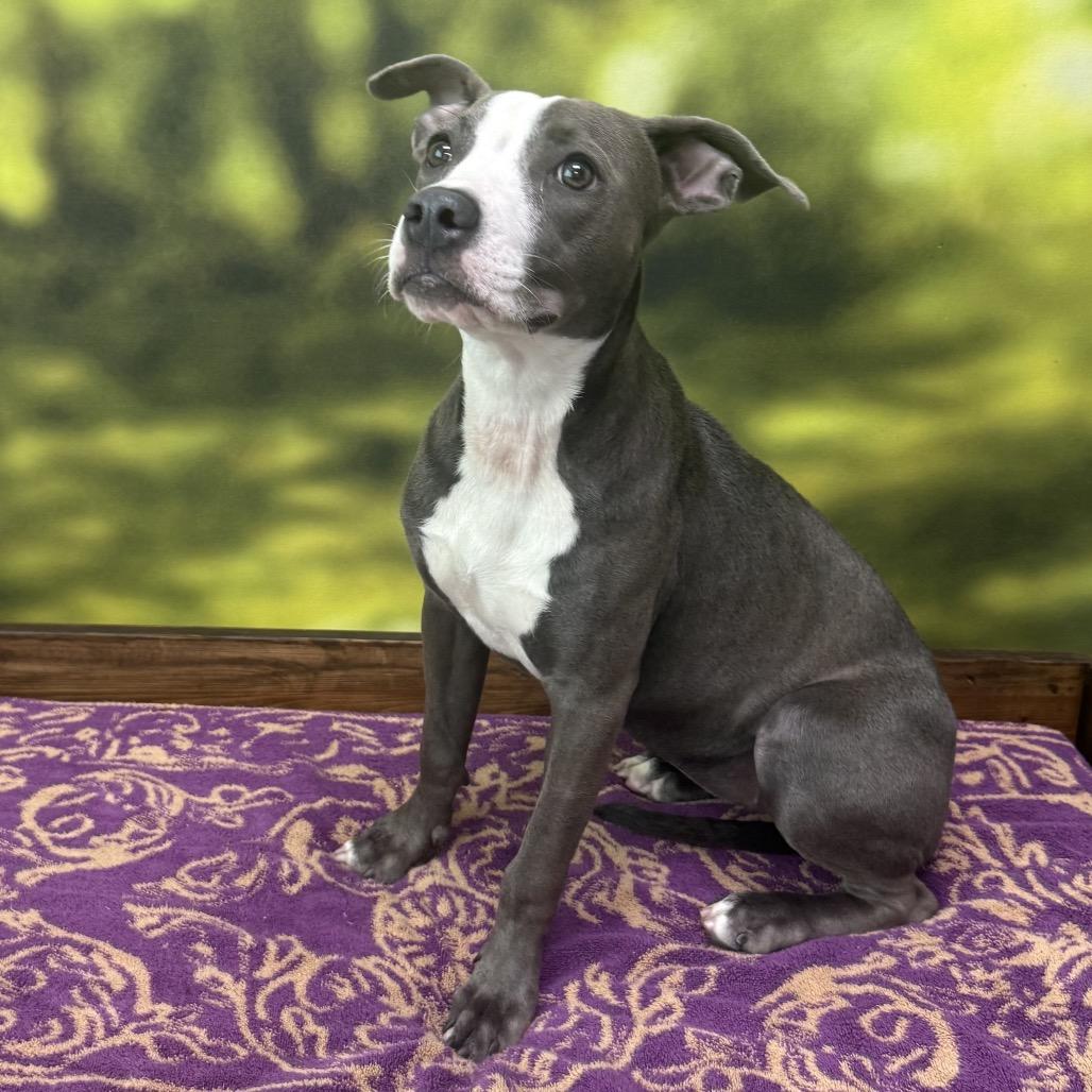 Enlarge Sophie, a Adoptable Mixed Breed in Auburn, NH image 5/5