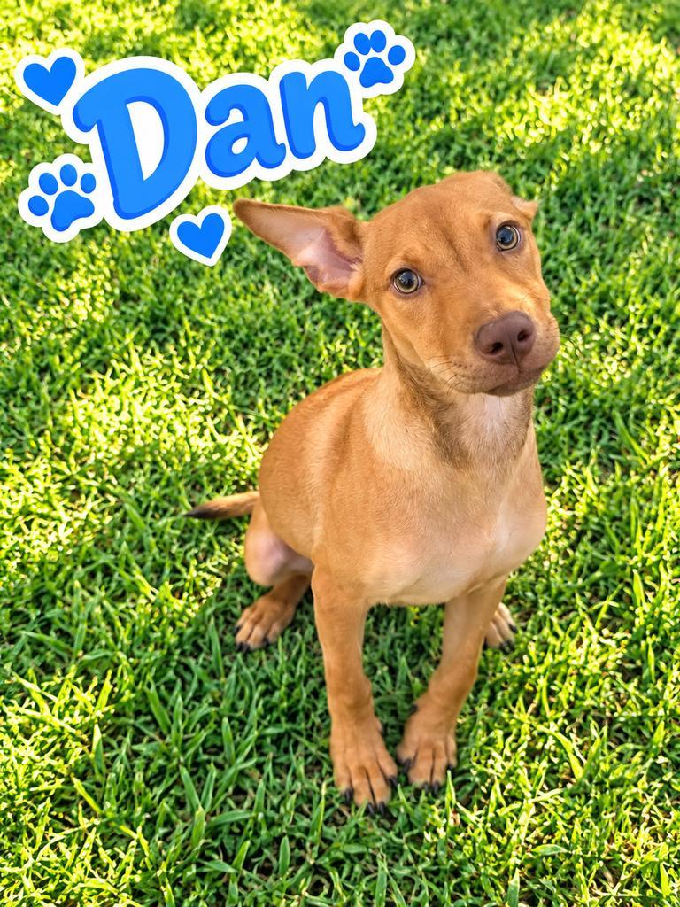 Enlarge Dan, a Adoptable mixed breed in Livingston, LA image 1/2