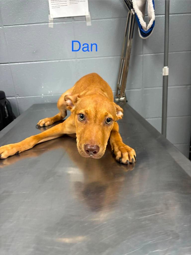 Enlarge Dan, a Adoptable mixed breed in Livingston, LA image 2/2