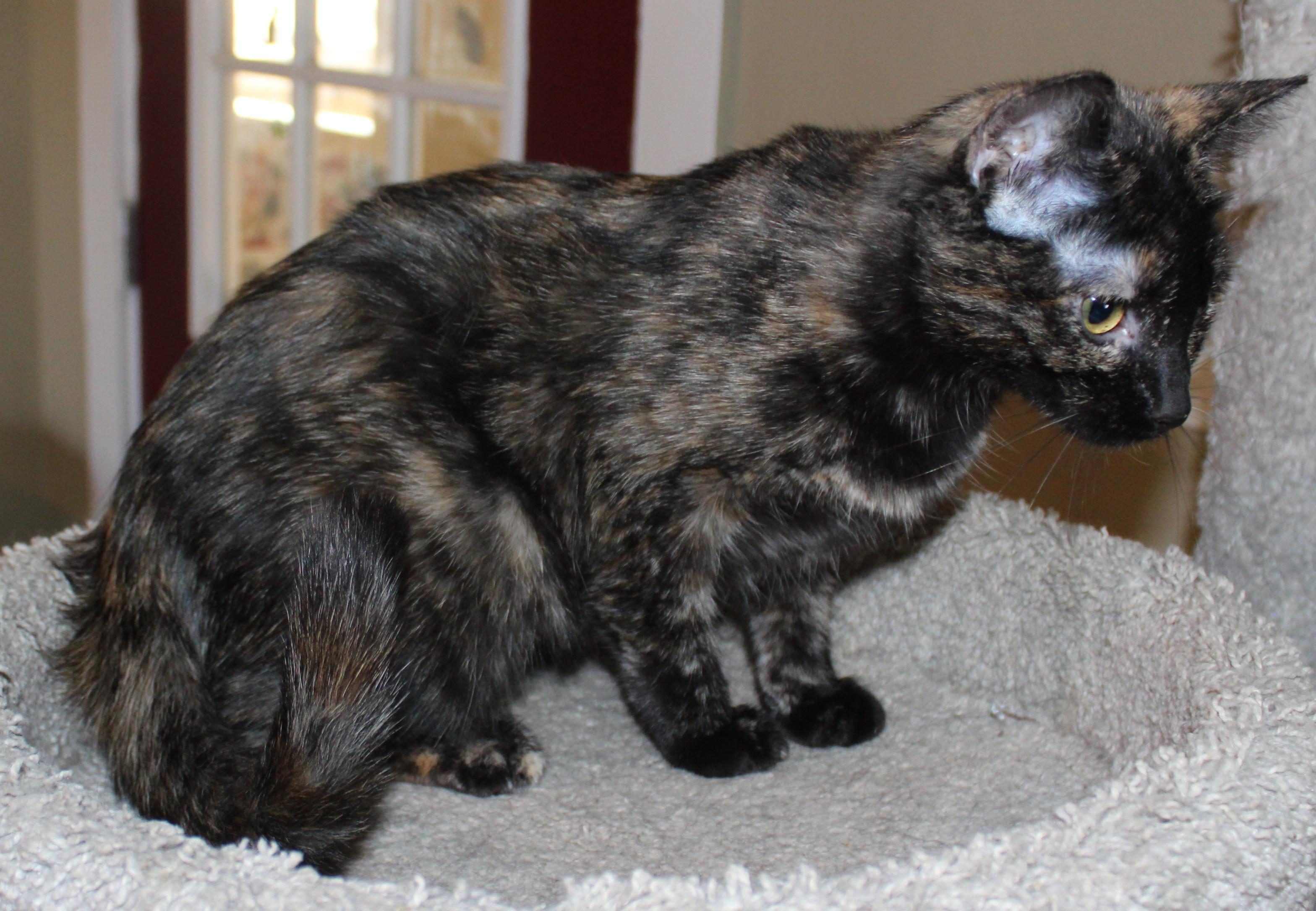 Enlarge Brittle , an adopted mixed breed in Huron, SD image 2/3