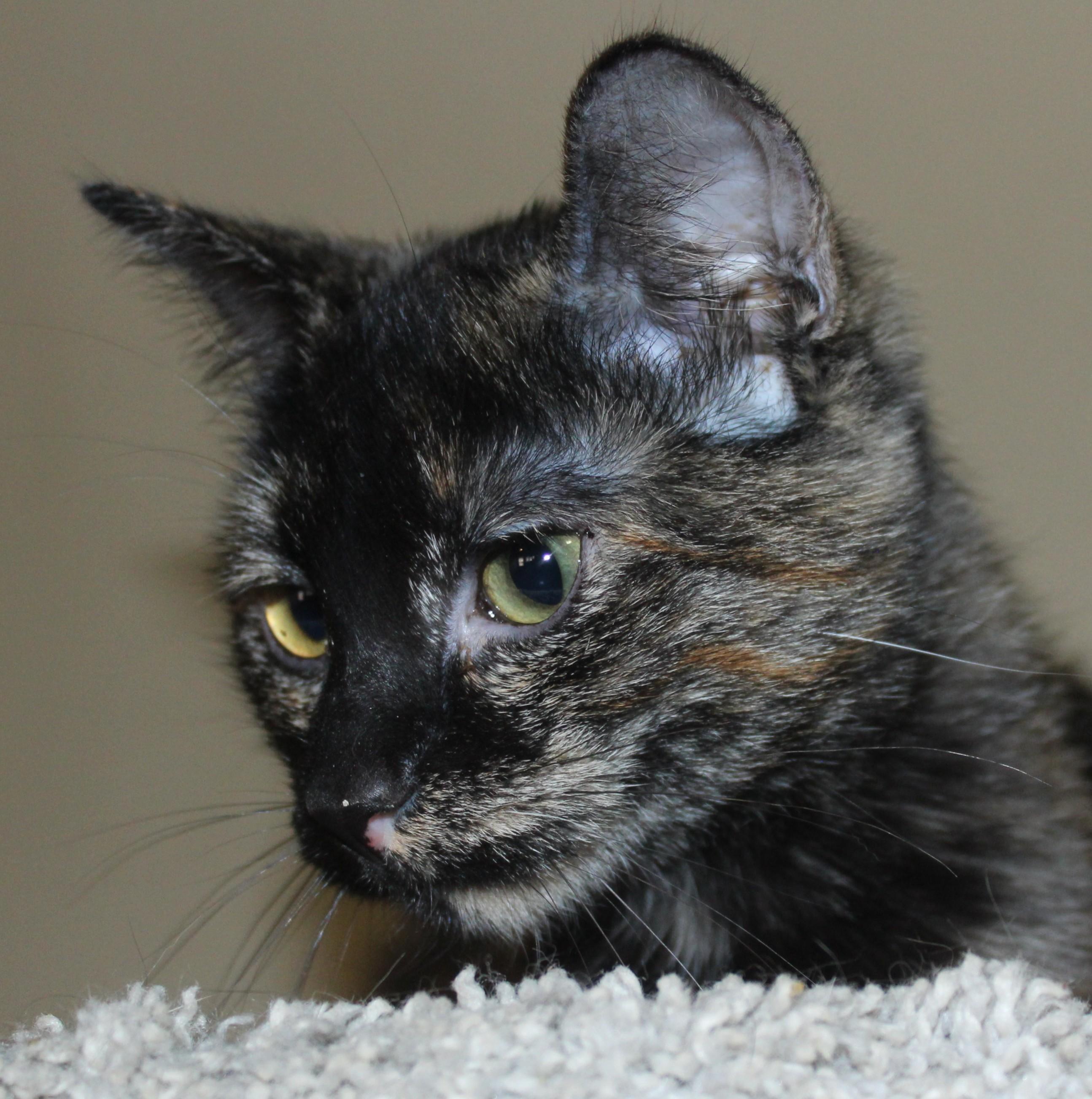 Enlarge Brittle , an adopted mixed breed in Huron, SD image 1/3