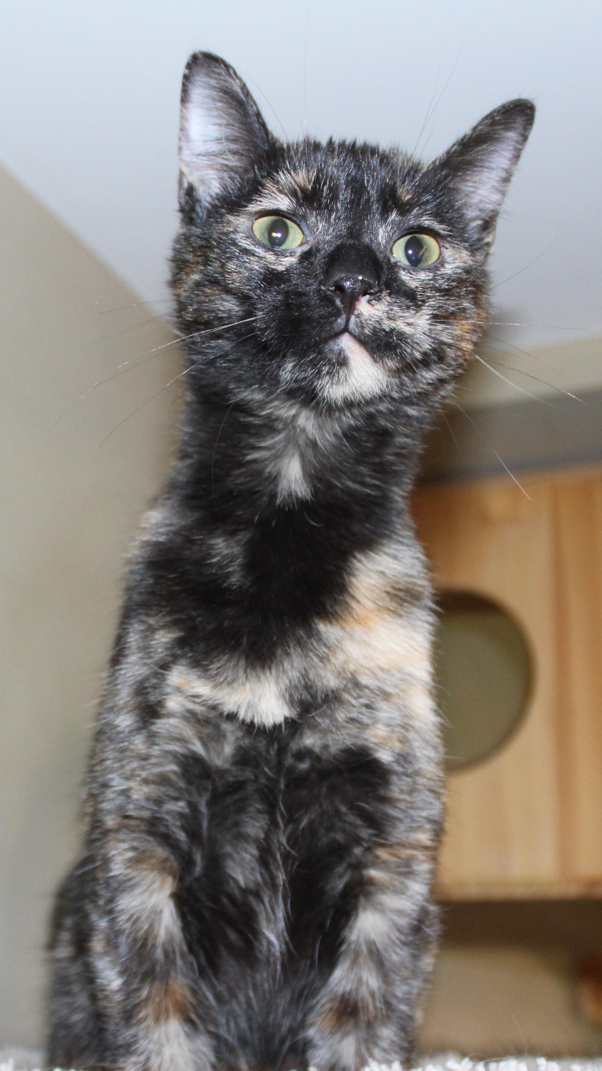 Enlarge Brittle , an adopted mixed breed in Huron, SD image 3/3