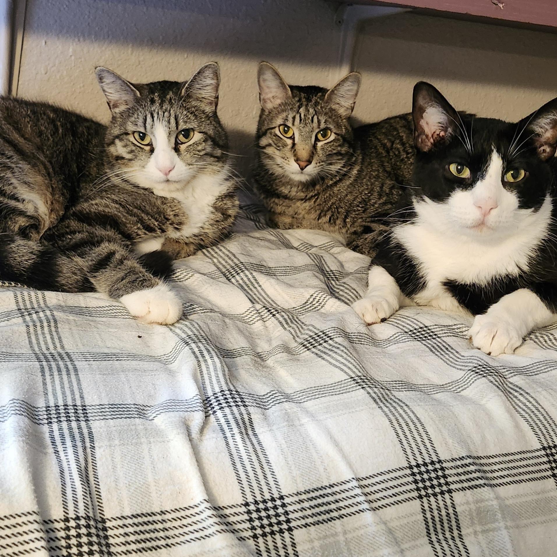 Enlarge Bubbles, an adoptable mixed breed in Tahlequah, OK image 5/6