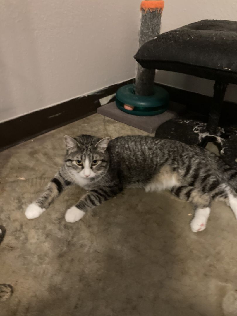 Bubbles, adoptable, Adult Female Domestic Medium Hair & Tabby.