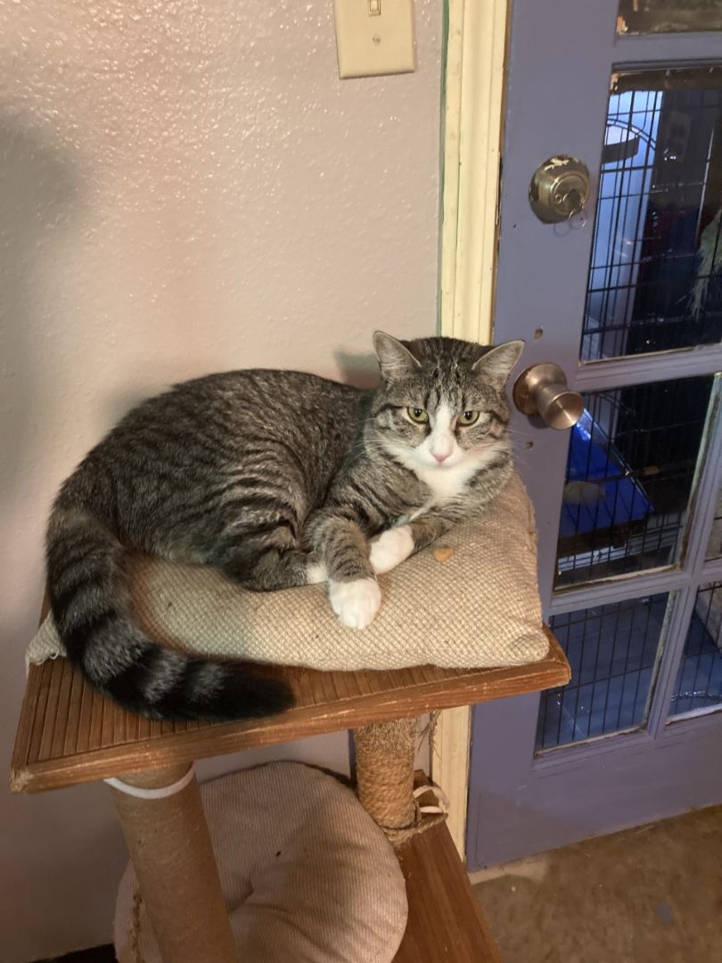 Enlarge Bubbles, an adoptable mixed breed in Tahlequah, OK image 2/5