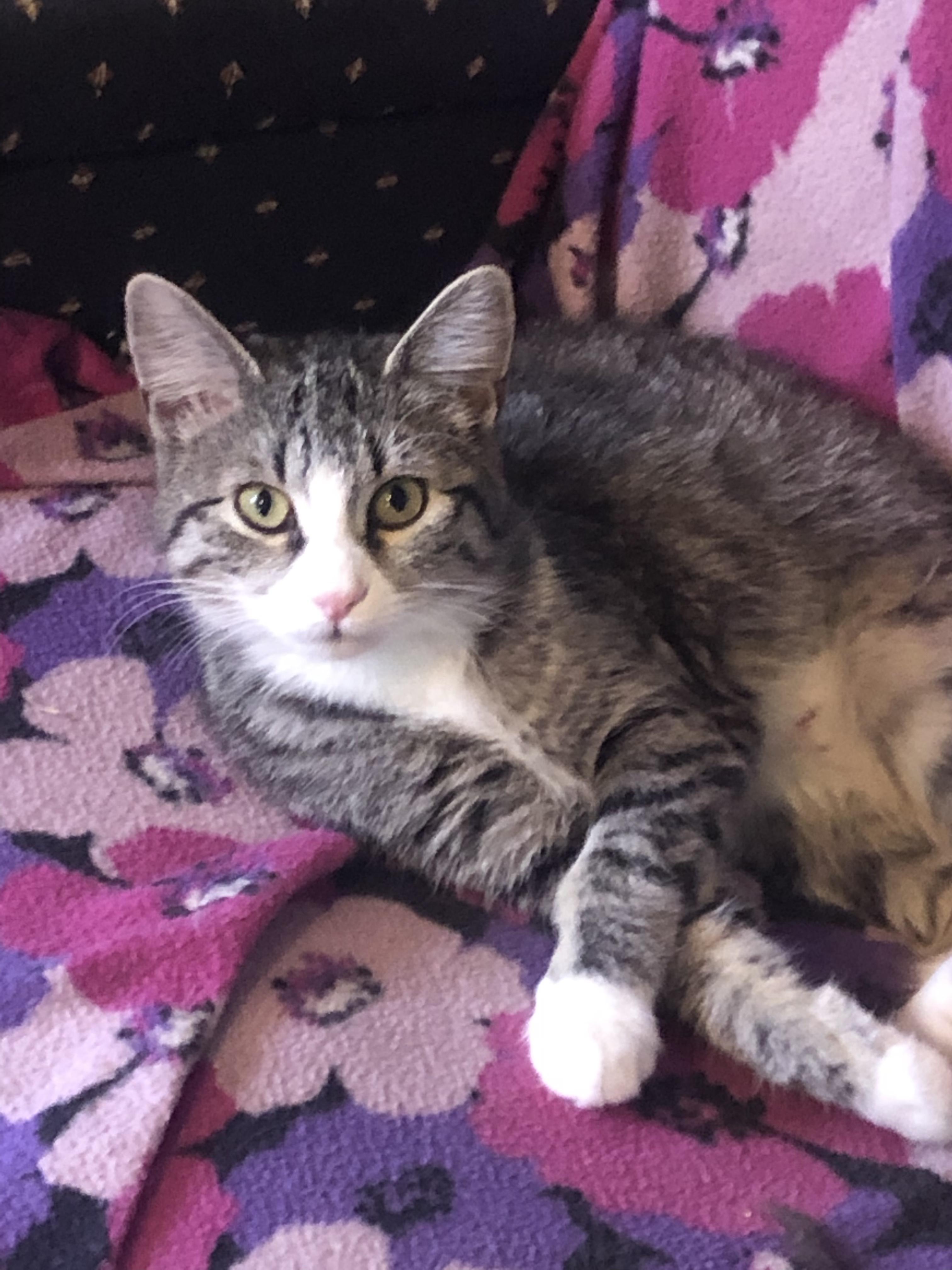 Enlarge Bubbles, an adoptable mixed breed in Tahlequah, OK image 2/6