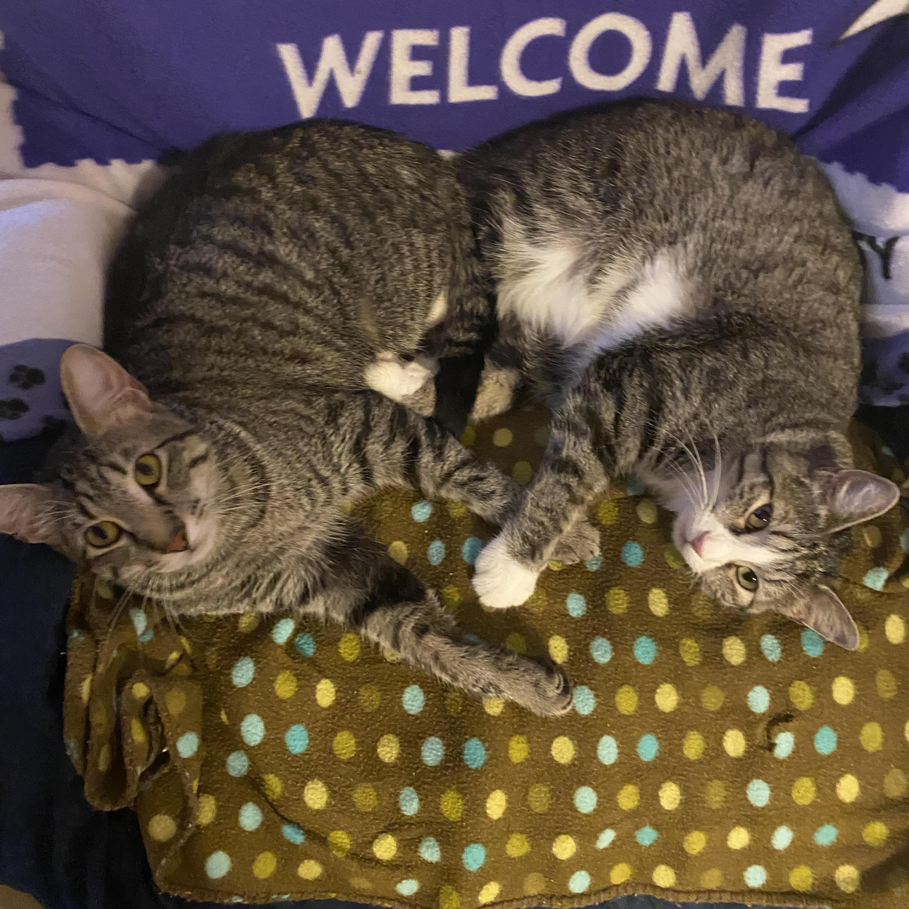 Enlarge Bubbles, an adoptable mixed breed in Tahlequah, OK image 6/6