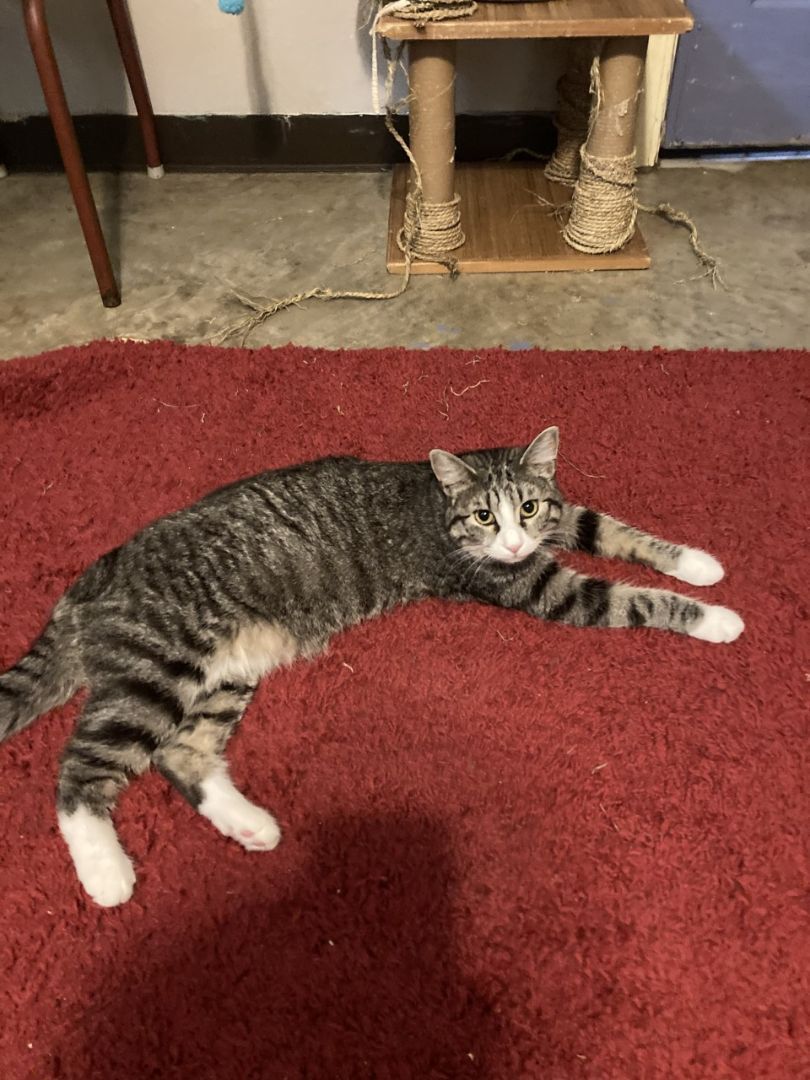 Enlarge Bubbles, an adoptable mixed breed in Tahlequah, OK image 5/5