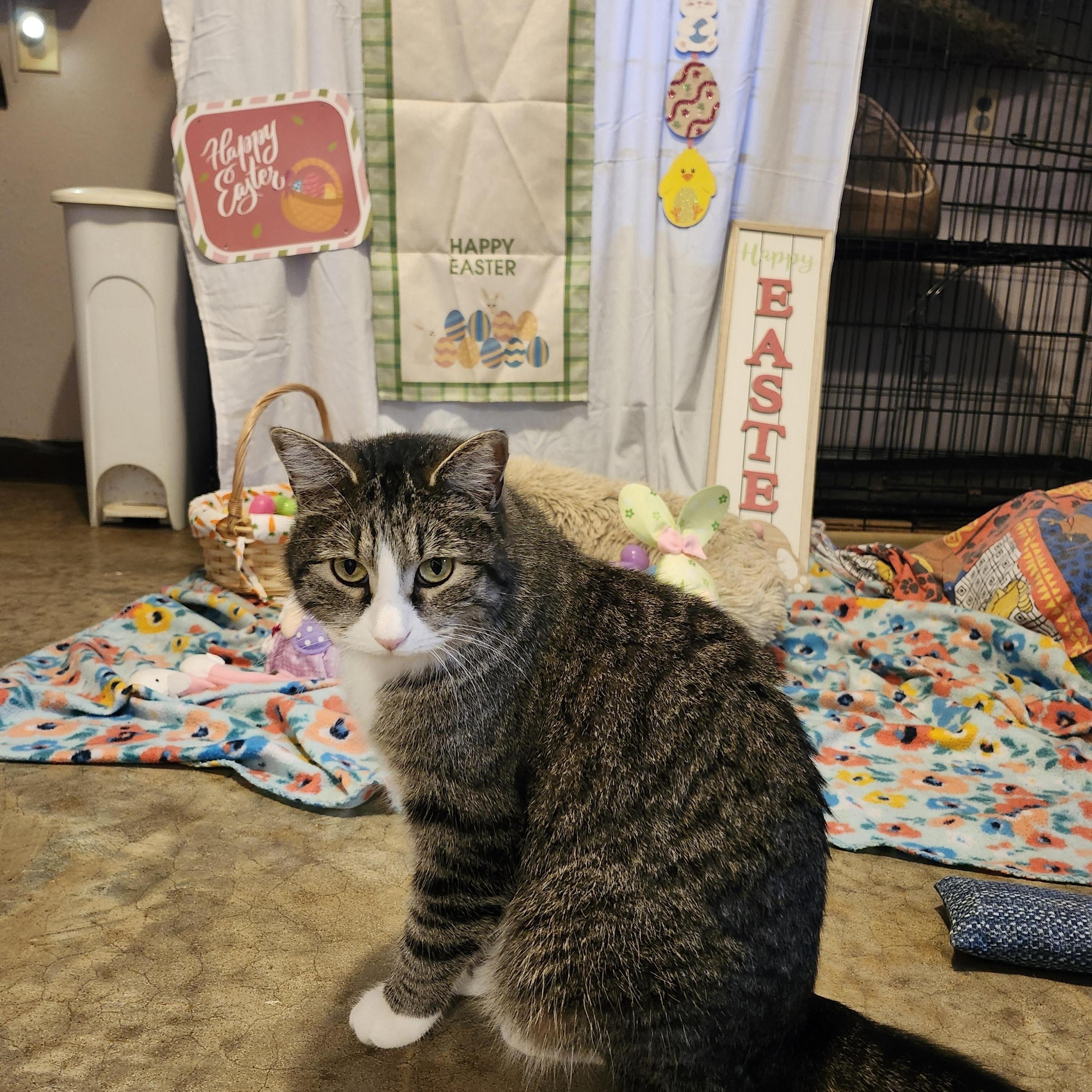 Enlarge Bubbles, an adoptable mixed breed in Tahlequah, OK image 1/6