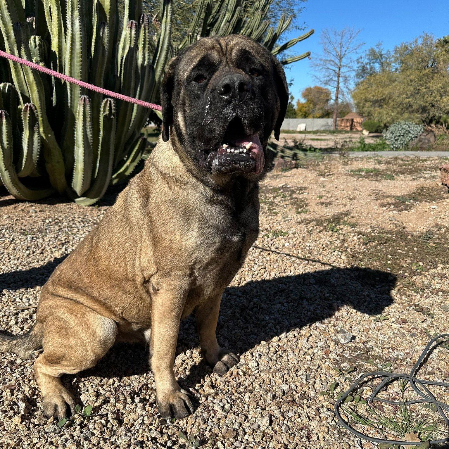 Mavis, a Adoptable Mastiff in Glendale, AZ image 1/3