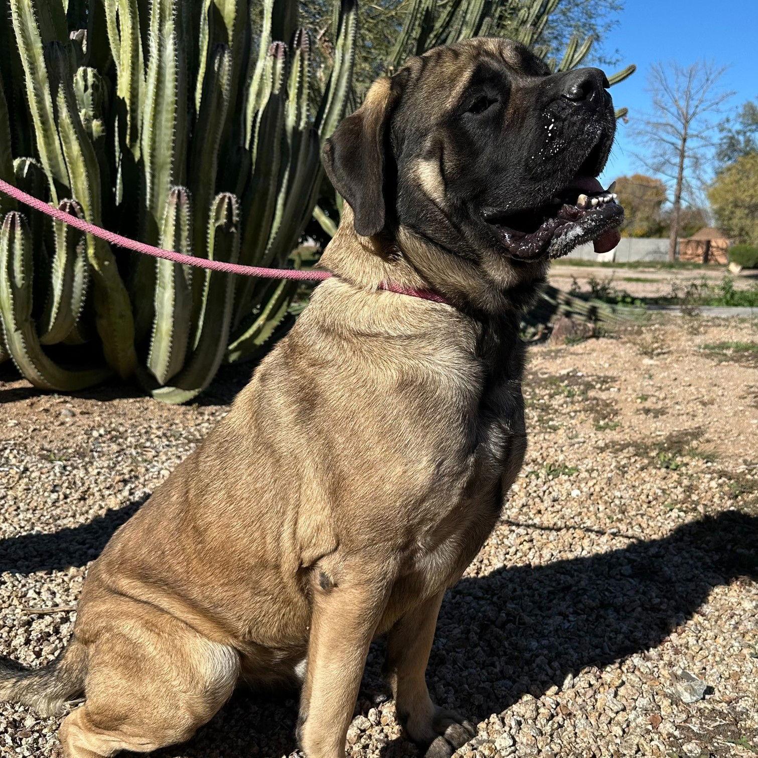 Mavis, a Adoptable Mastiff in Glendale, AZ image 2/3