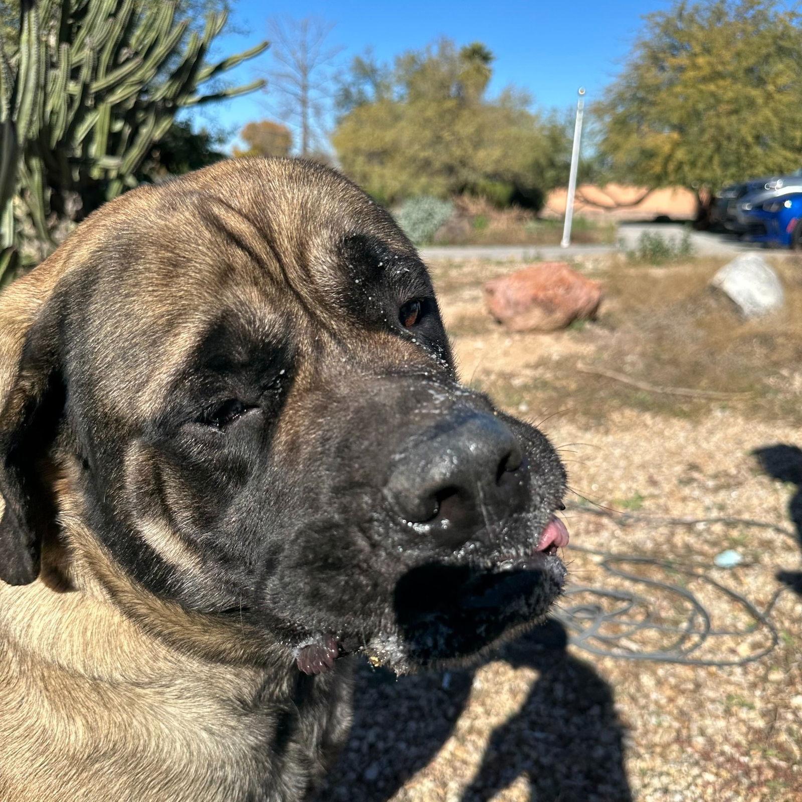Mavis, a Adoptable Mastiff in Glendale, AZ image 3/3