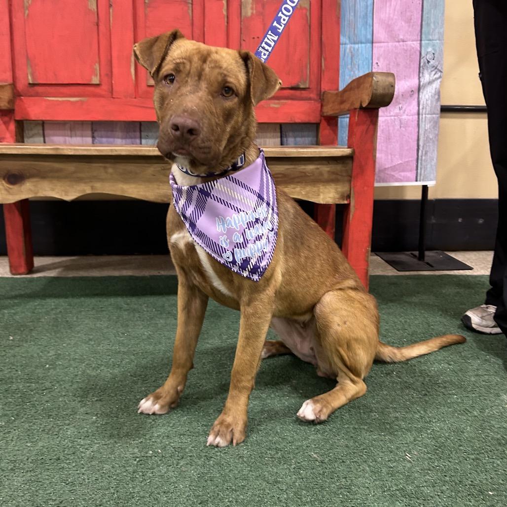 FWT Lacey, Adoptable, Adult Female Pit Bull Terrier & Mixed Breed.