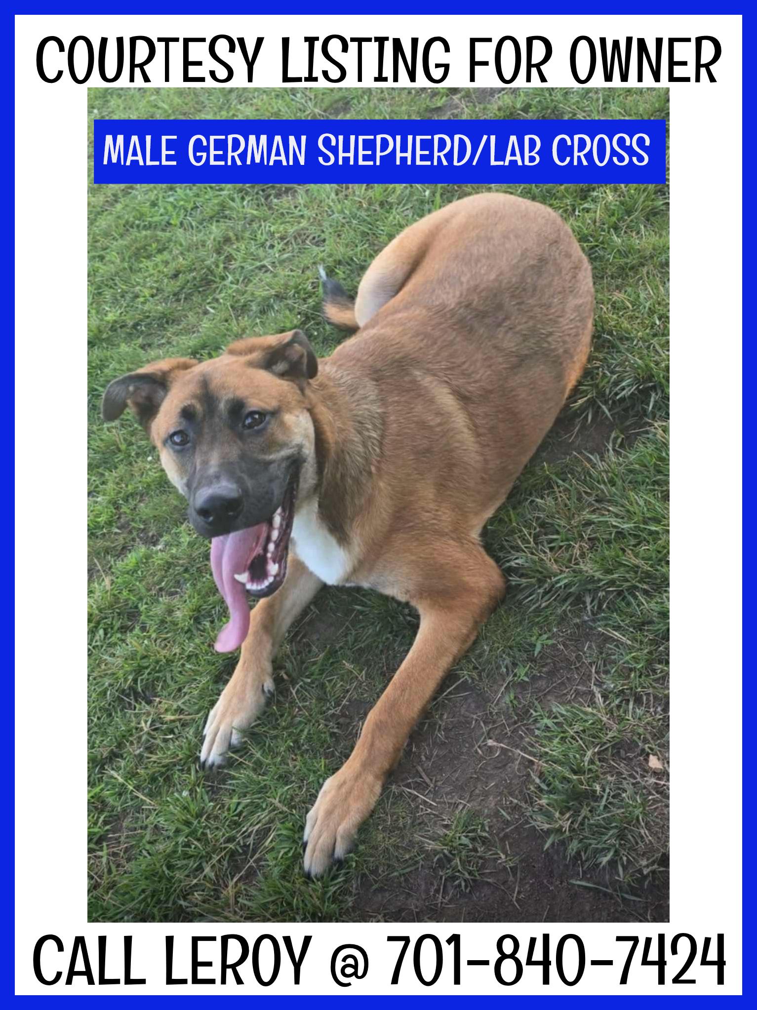 Enlarge German Shepherd/Lab - COURTESY LISTING, a Adoptable German Shepherd Dog in Valley City, ND image 1/1