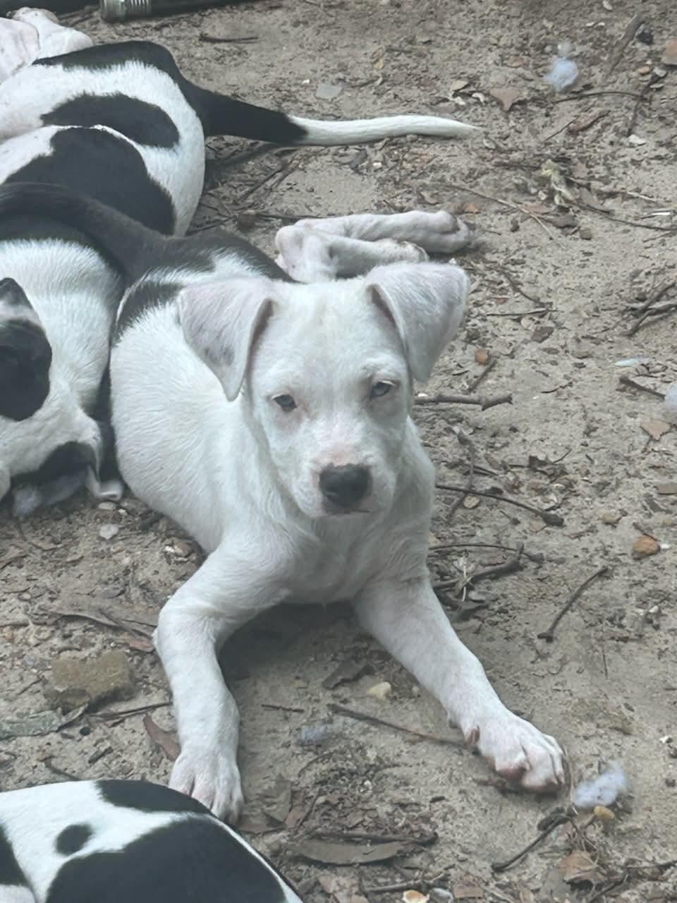 Enlarge Rex, a Adoptable Pit Bull Terrier in Panama City, FL image 1/1