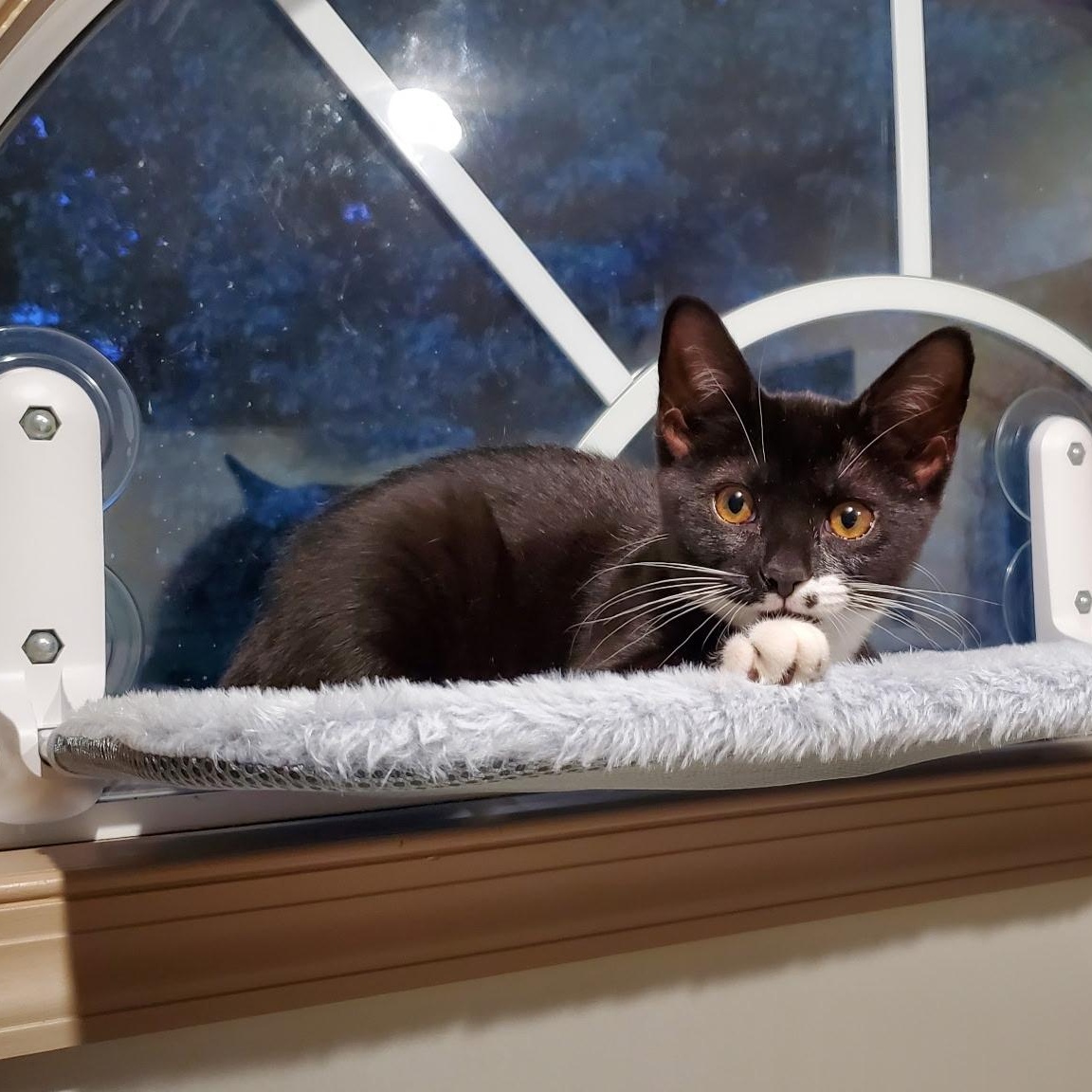 Enlarge Monroe, a Adoptable Domestic Short Hair in Greensboro, NC image 5/5