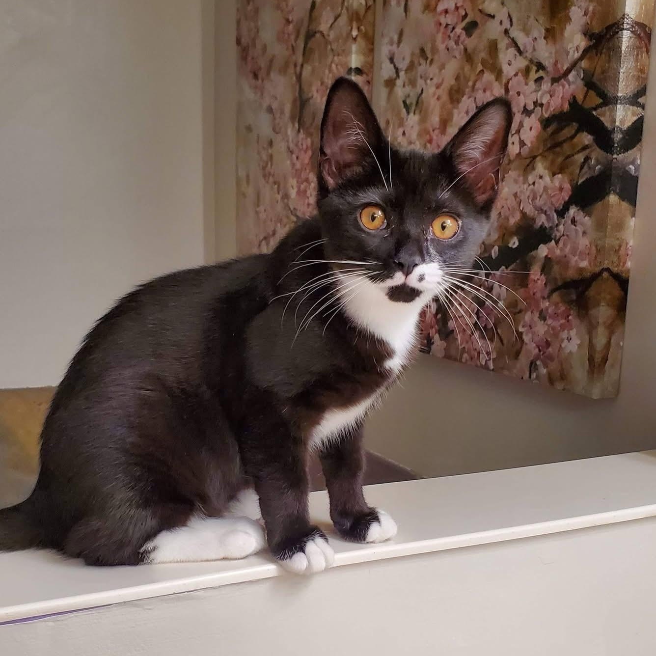 Enlarge Monroe, a Adoptable Domestic Short Hair in Greensboro, NC image 3/5