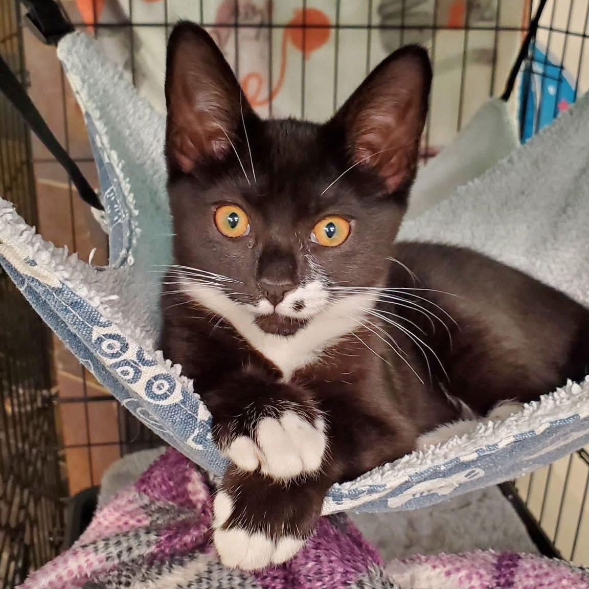 Monroe, Adoptable, Kitten Female Domestic Short Hair.
