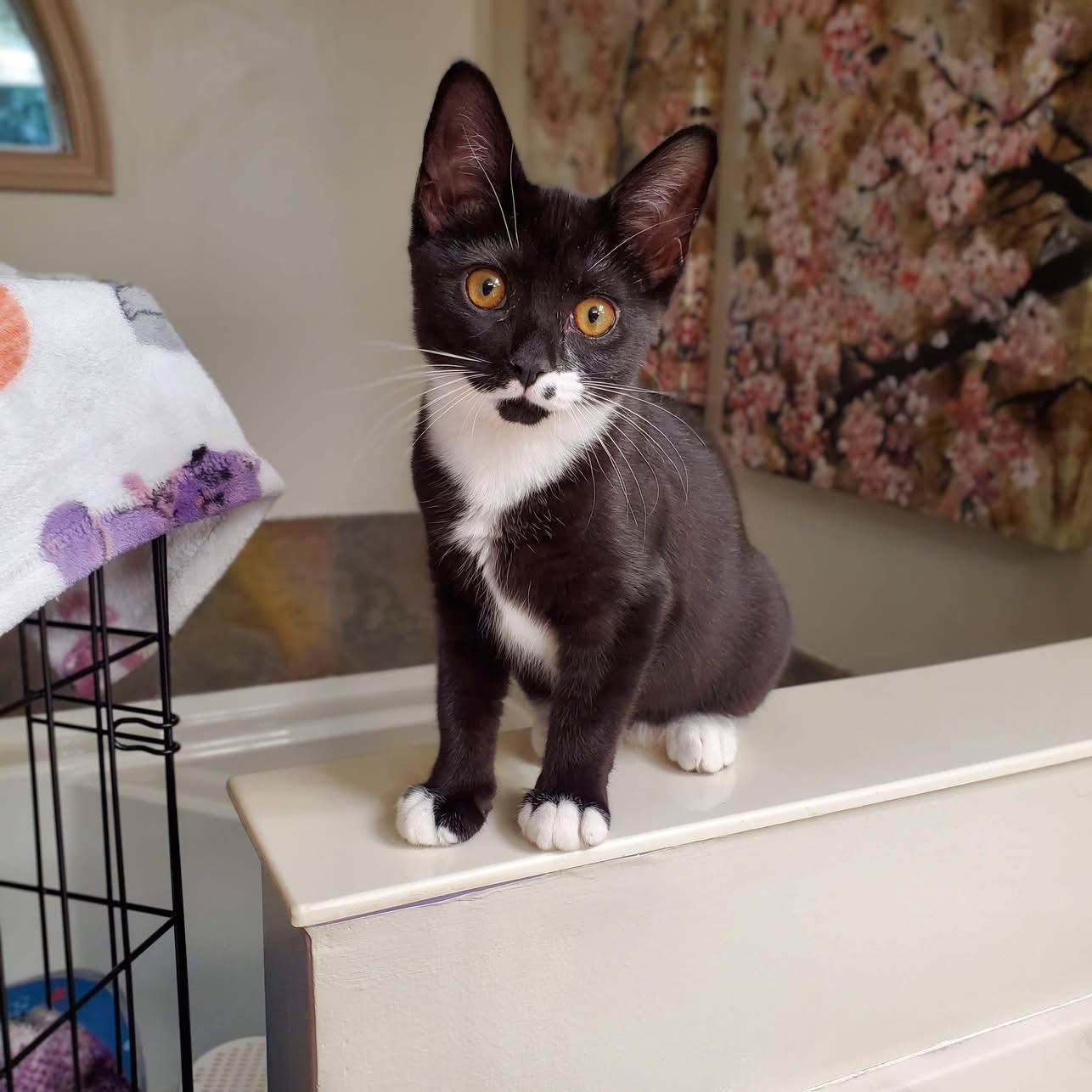 Enlarge Monroe, a Adoptable Domestic Short Hair in Greensboro, NC image 2/5