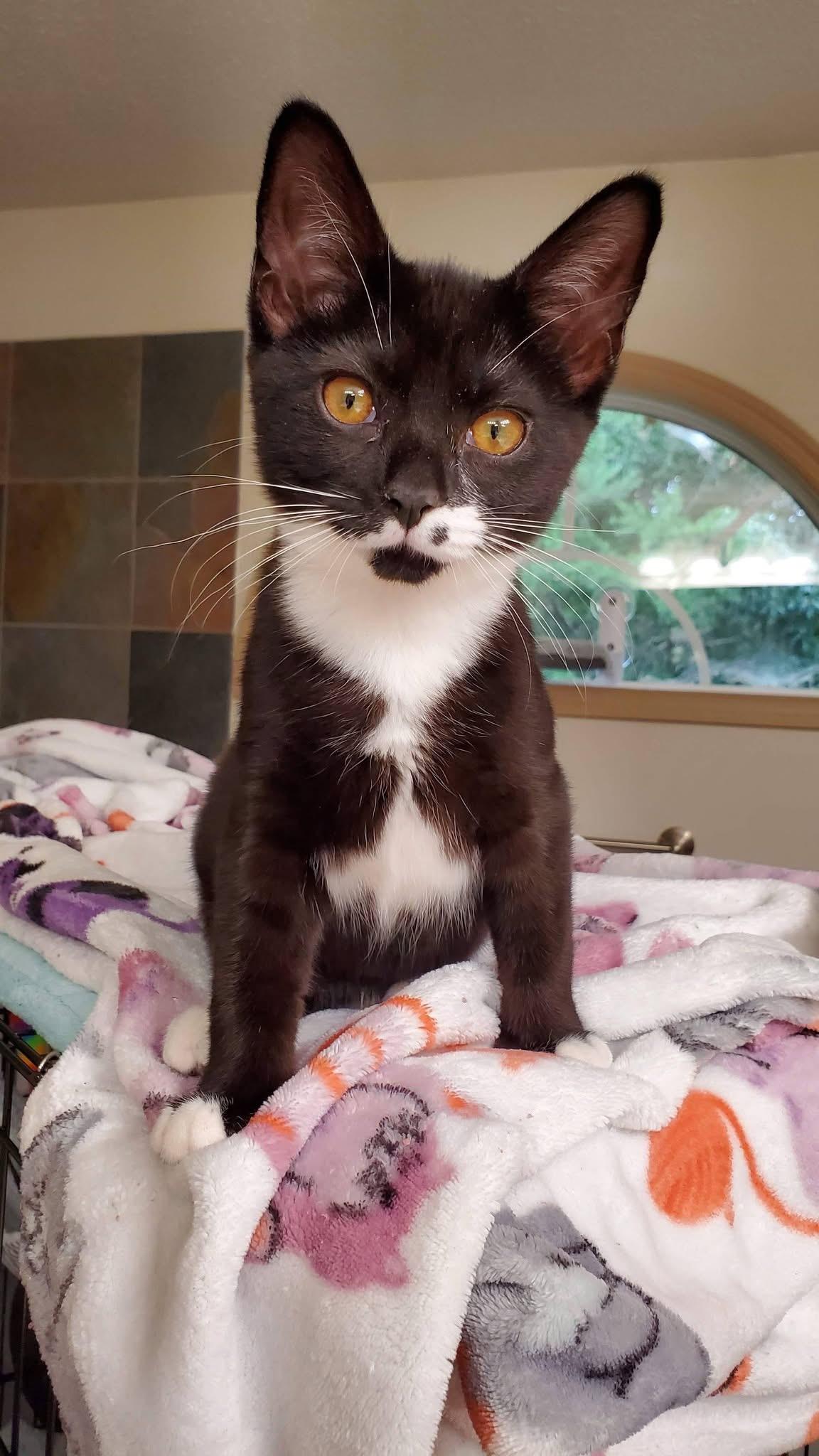 Enlarge Monroe, a Adoptable Domestic Short Hair in Greensboro, NC image 4/5