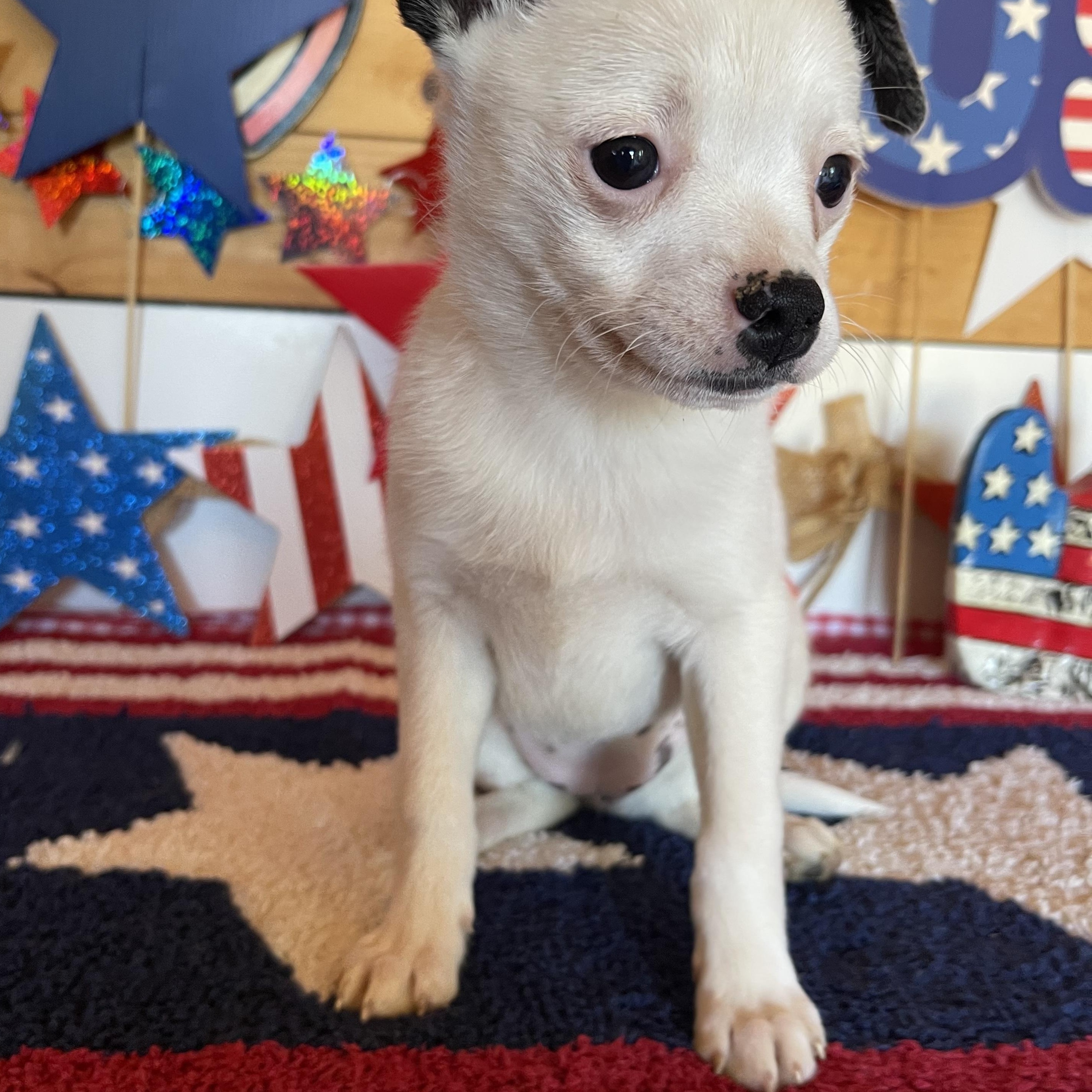 Spirit, an adopted mixed breed in Vacaville, CA image 2/4