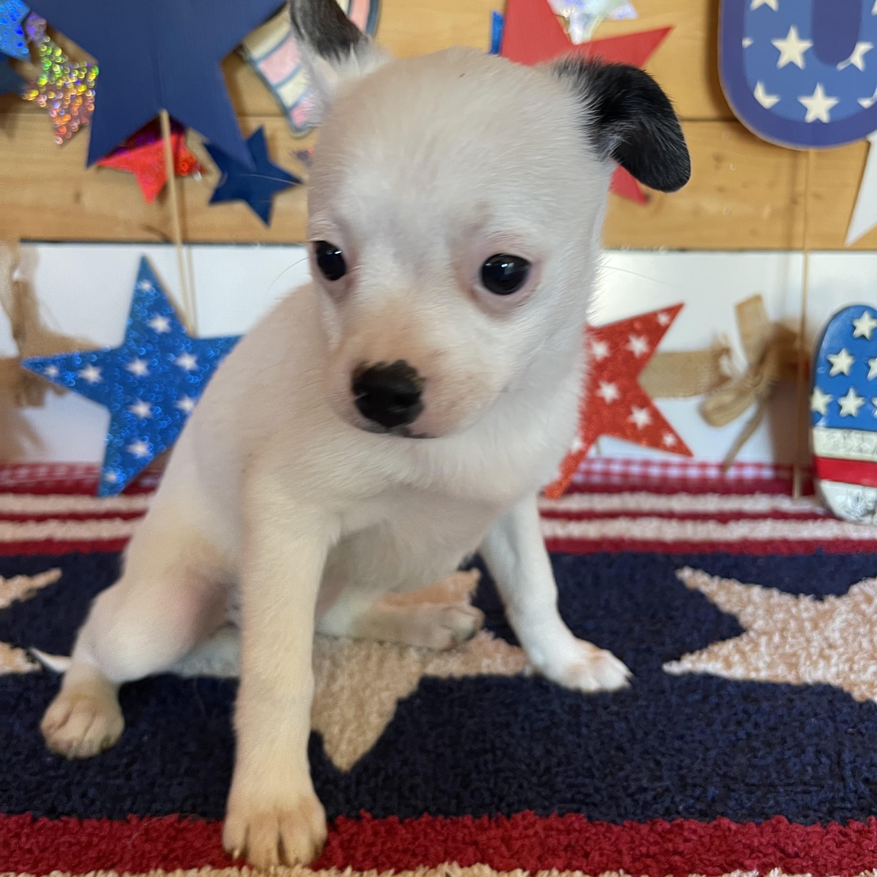 Spirit, an adopted mixed breed in Vacaville, CA image 4/4