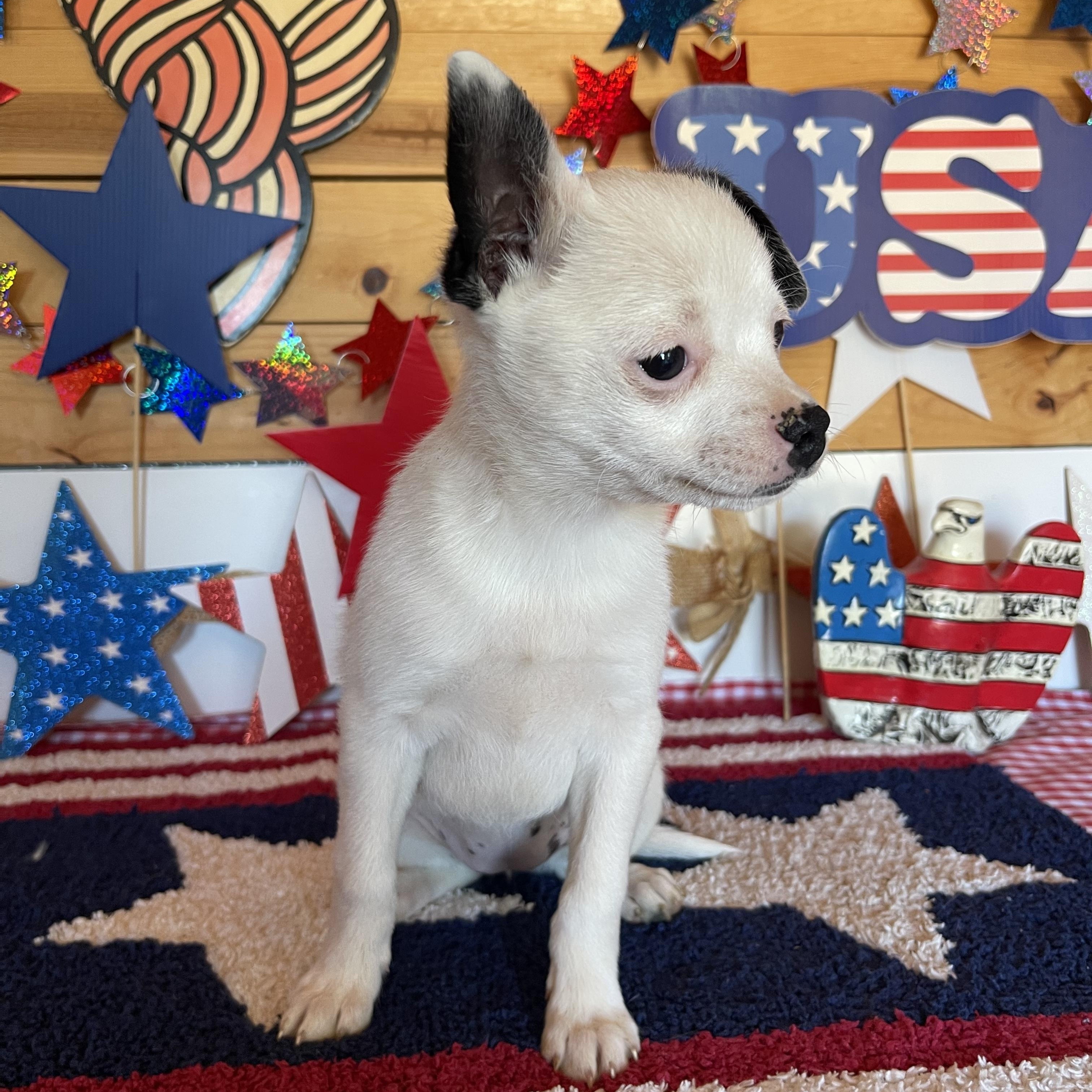Spirit, an adopted mixed breed in Vacaville, CA image 3/4