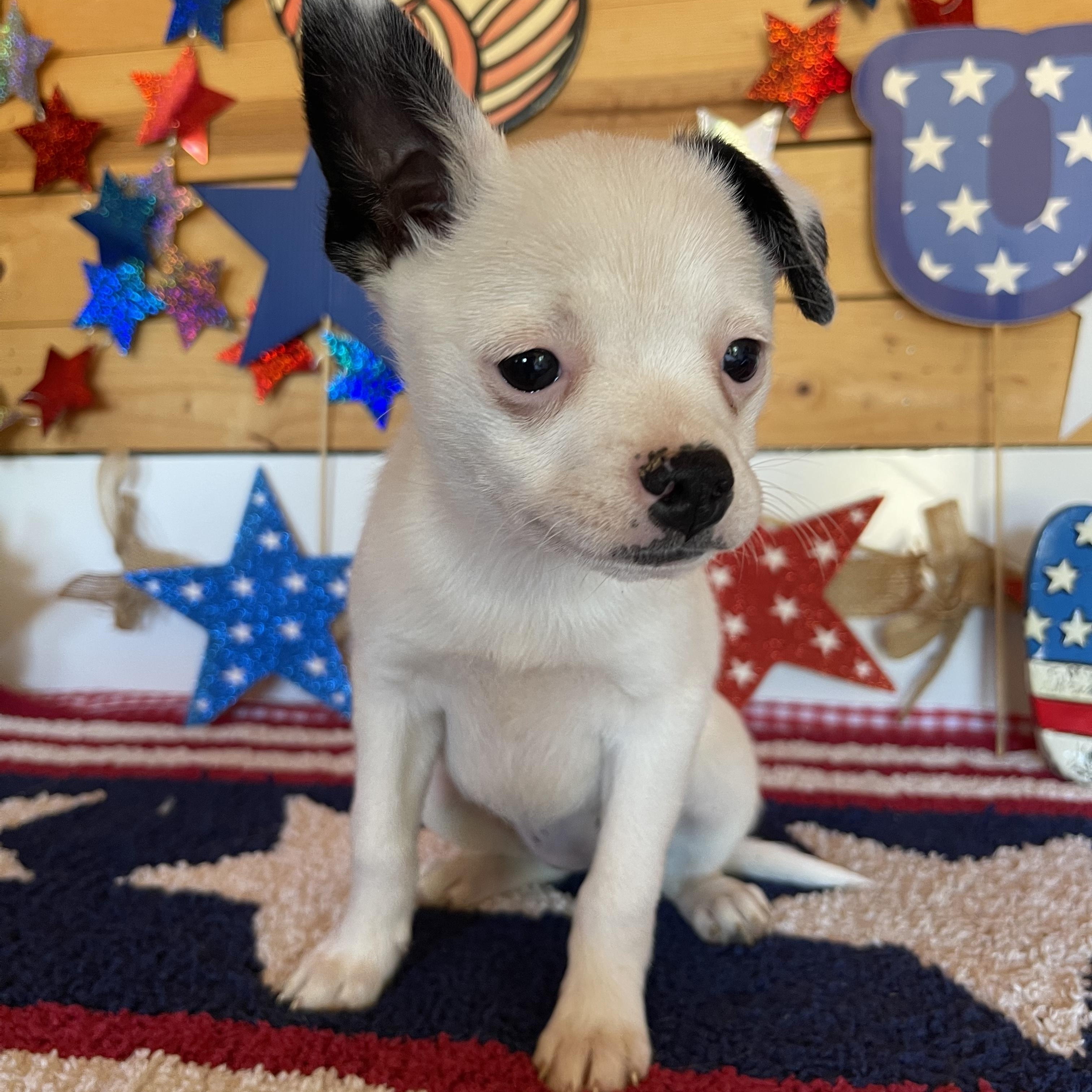 Spirit, an adopted mixed breed in Vacaville, CA image 1/4