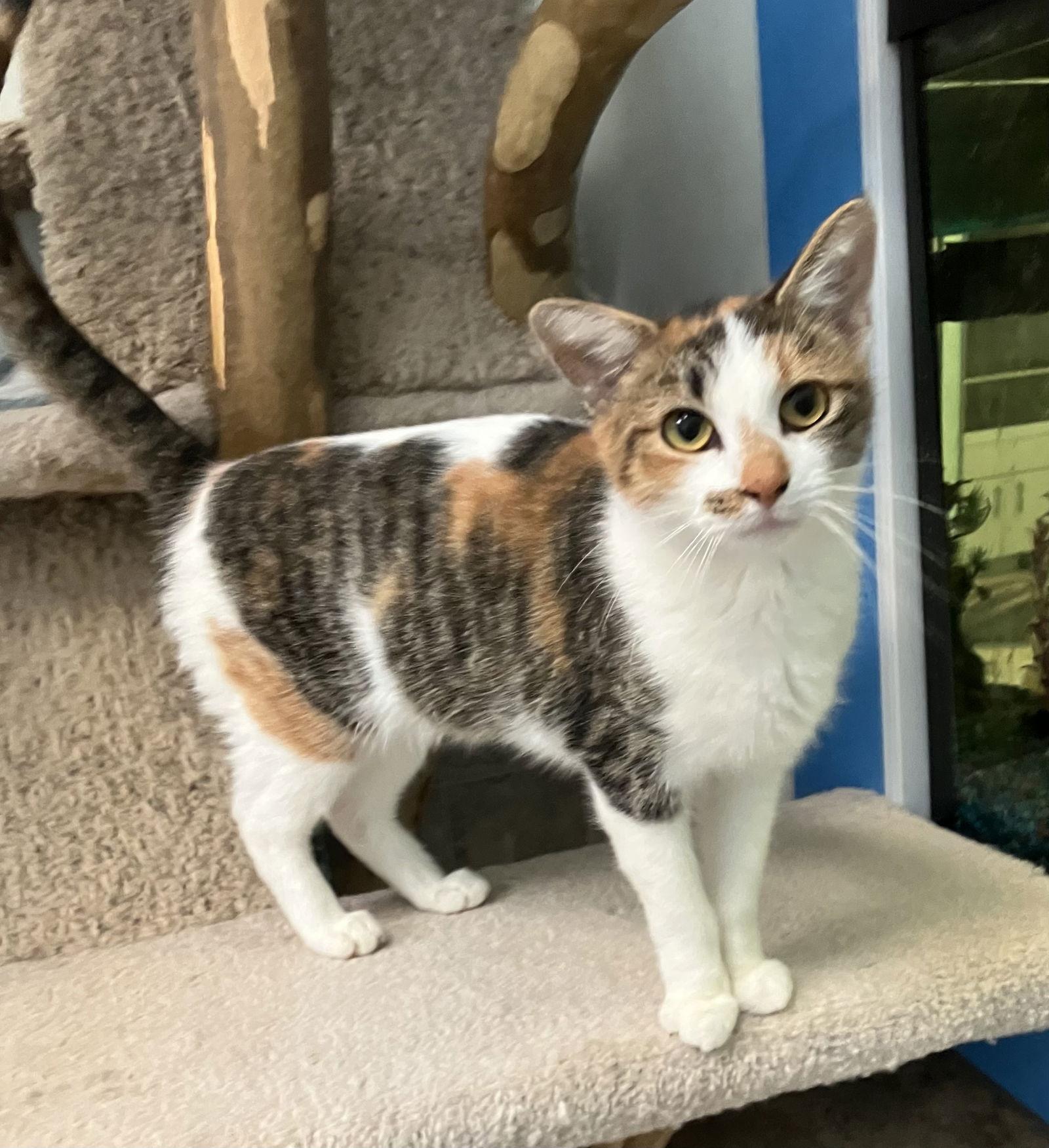 Enlarge Lexi, a Adopted mixed breed in Dublin, OH image 1/3