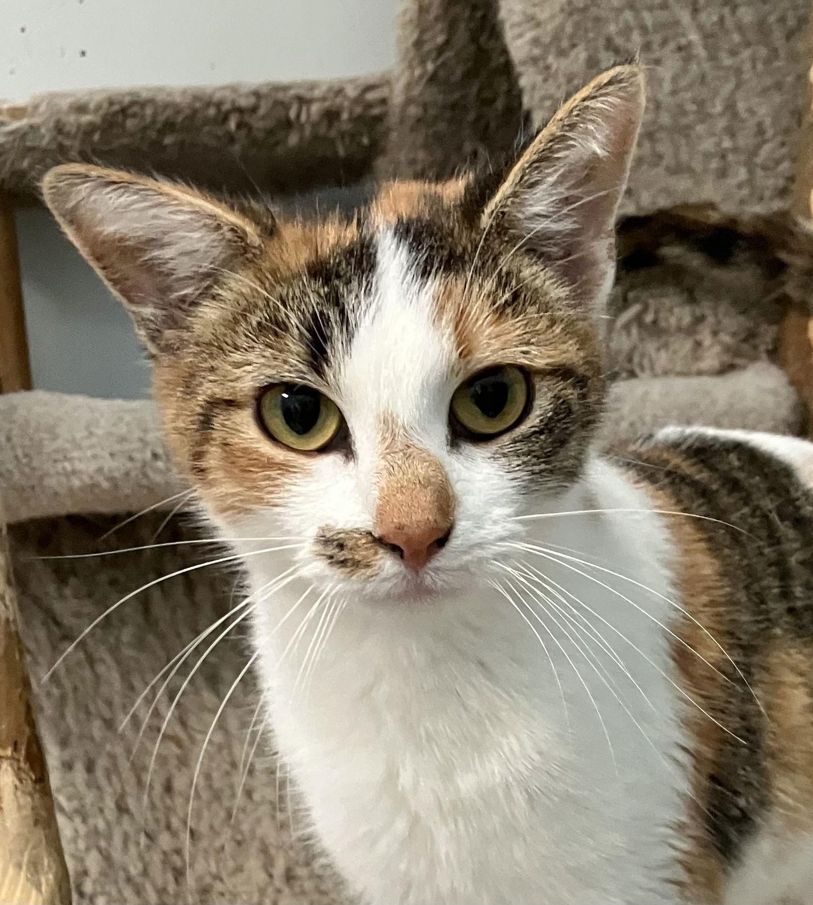 Lexi, Adopted, Adult Female Calico & Domestic Short Hair.