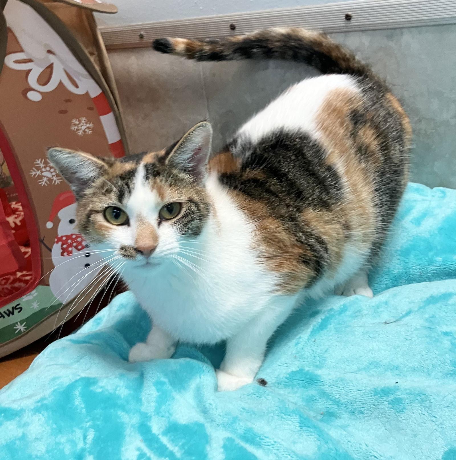 Lexi, a Adopted mixed breed in Dublin, OH image 2/3