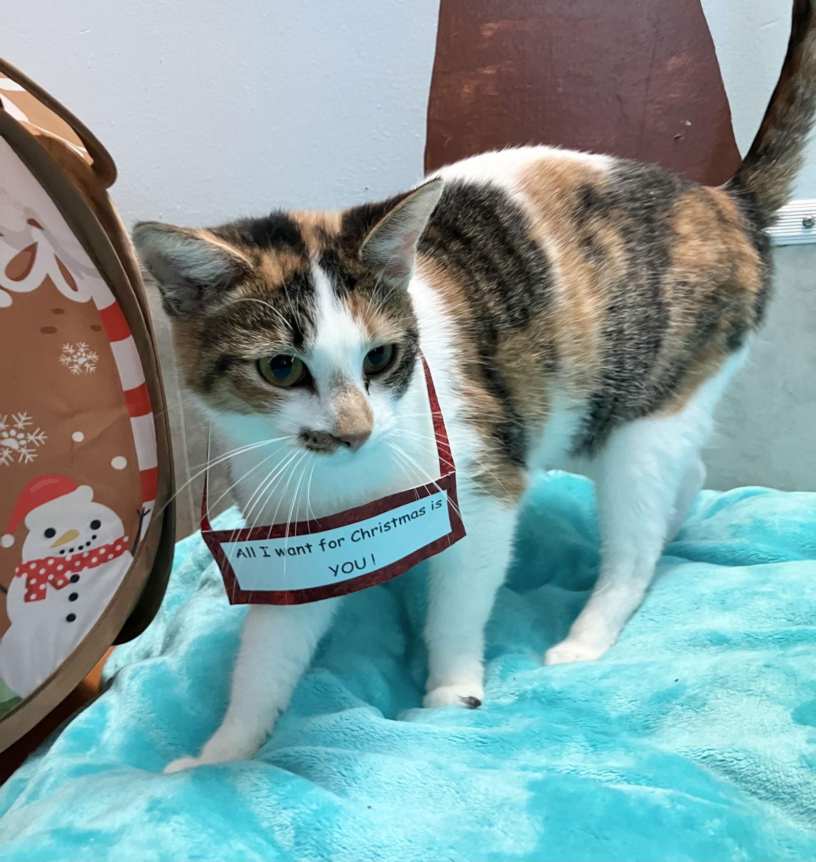 Lexi, a Adopted mixed breed in Dublin, OH image 3/3