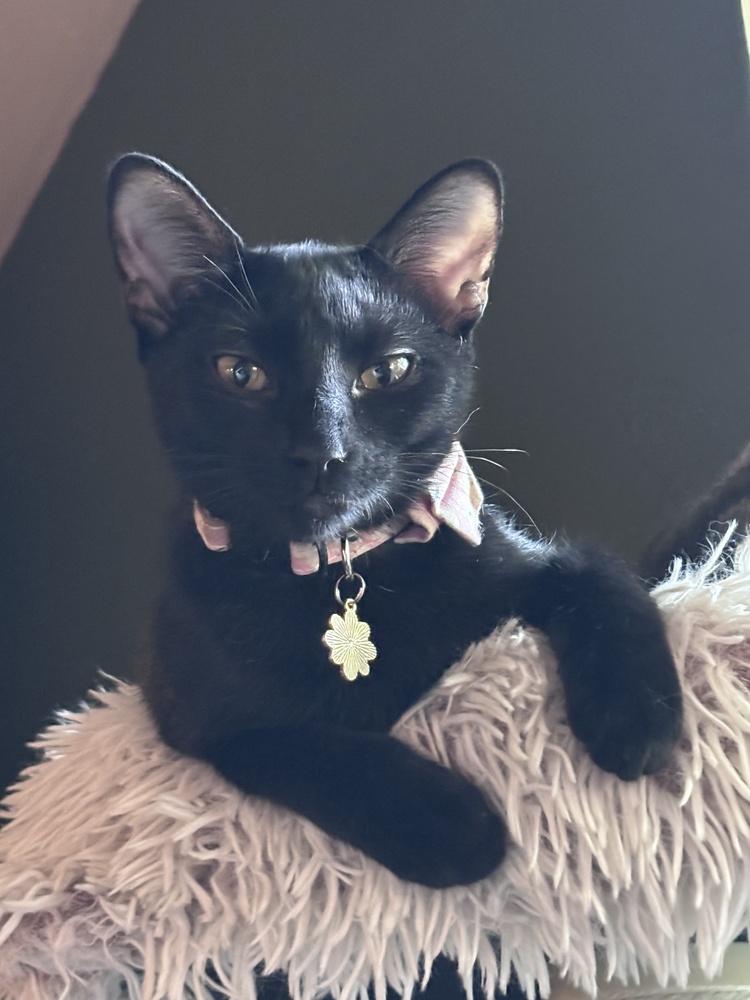Muse, Adoptable, Kitten Female Domestic Short Hair.