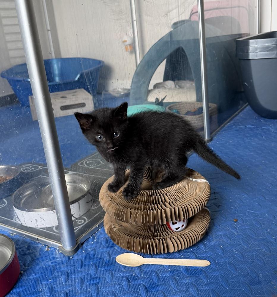 Enlarge Muse, a Adoptable mixed breed in Richardson, TX image 4/6